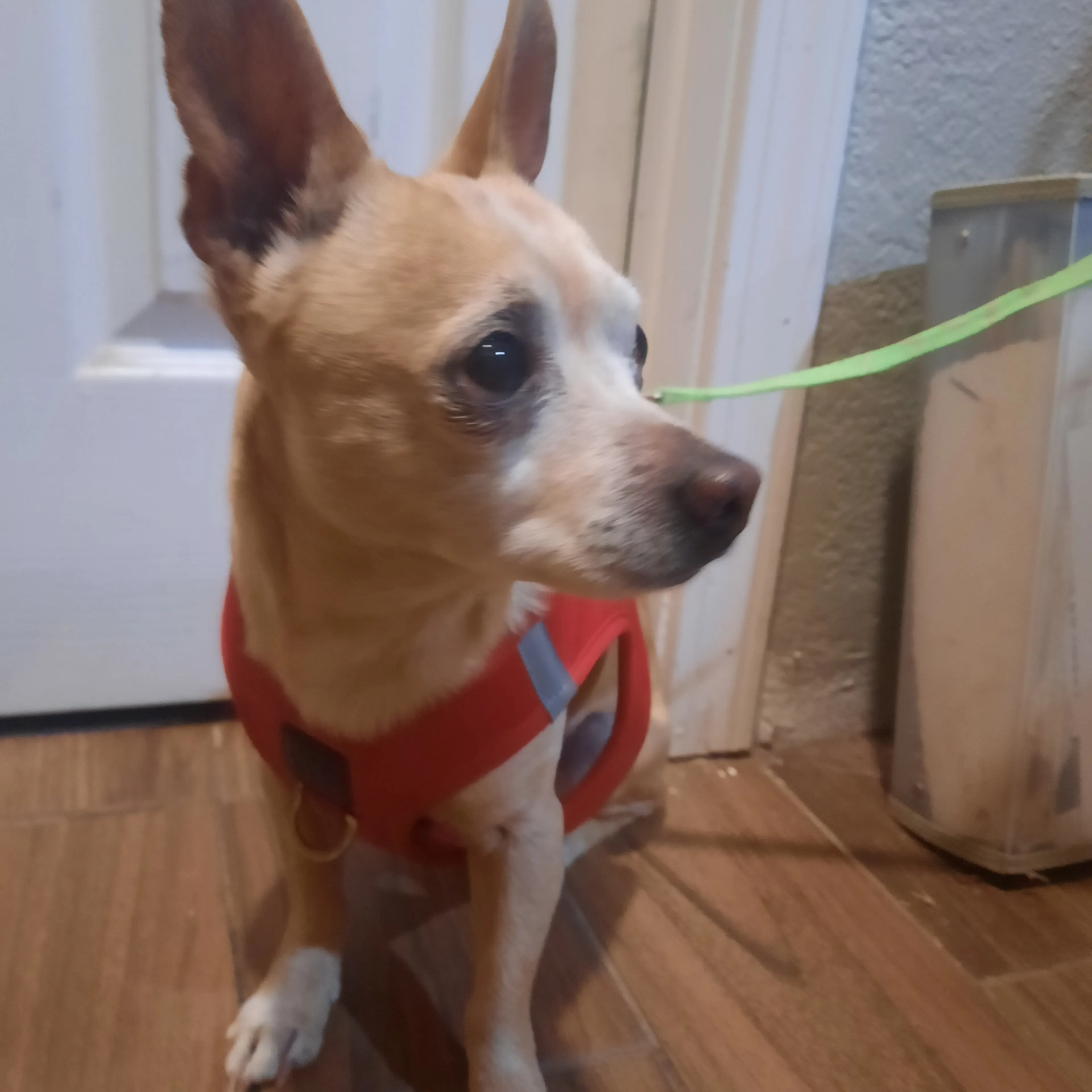 Lost pet-1