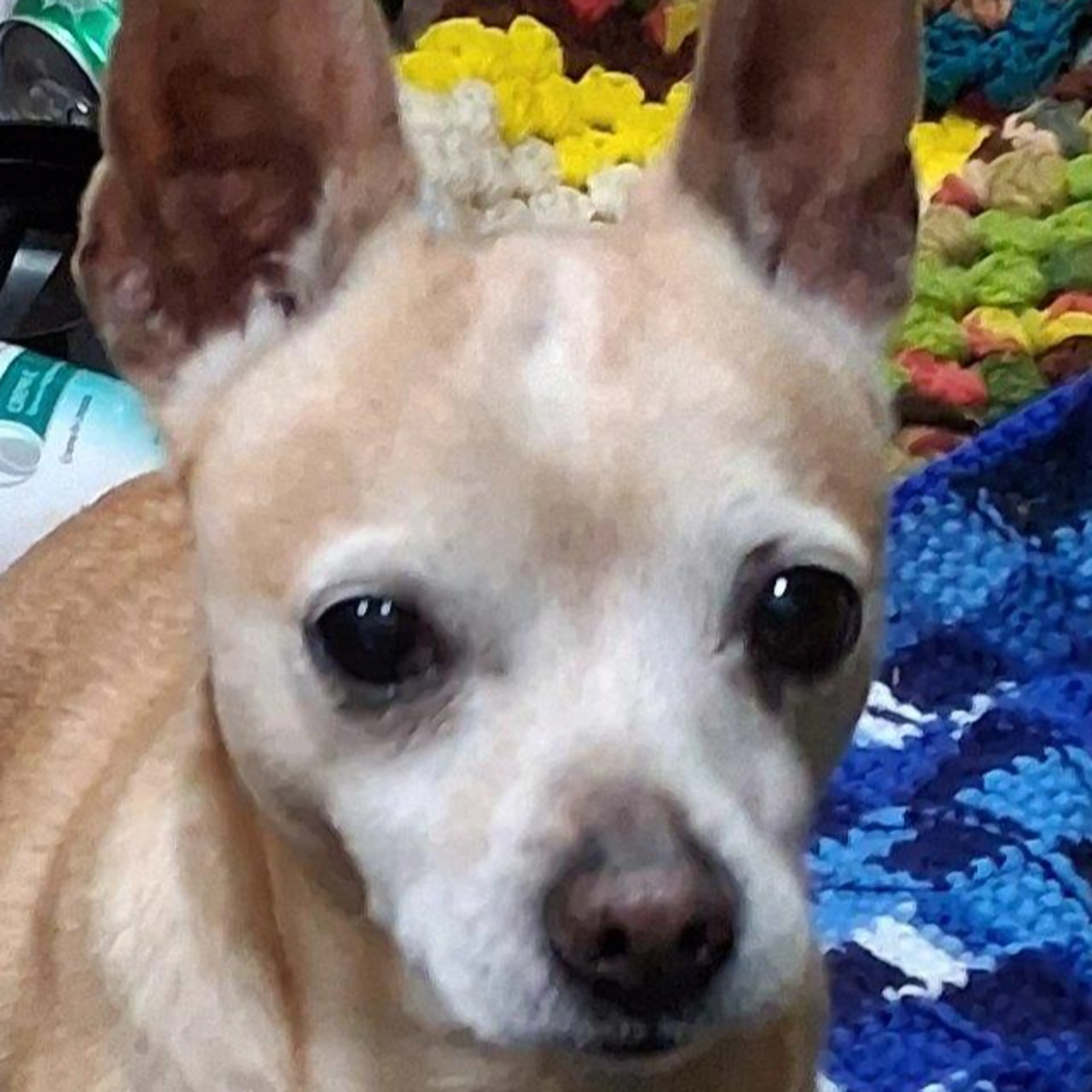 Lost pet-2