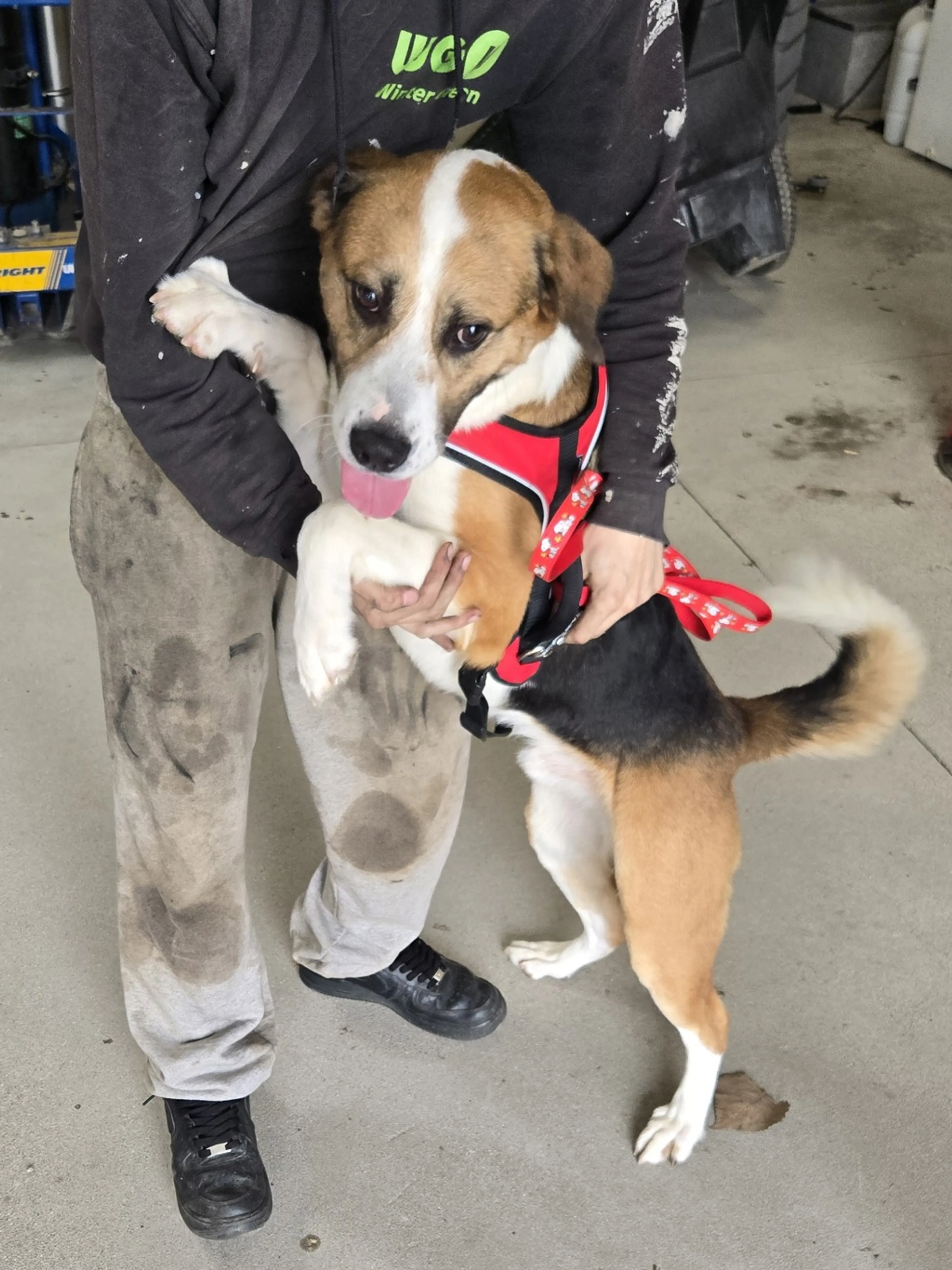 Found pet
