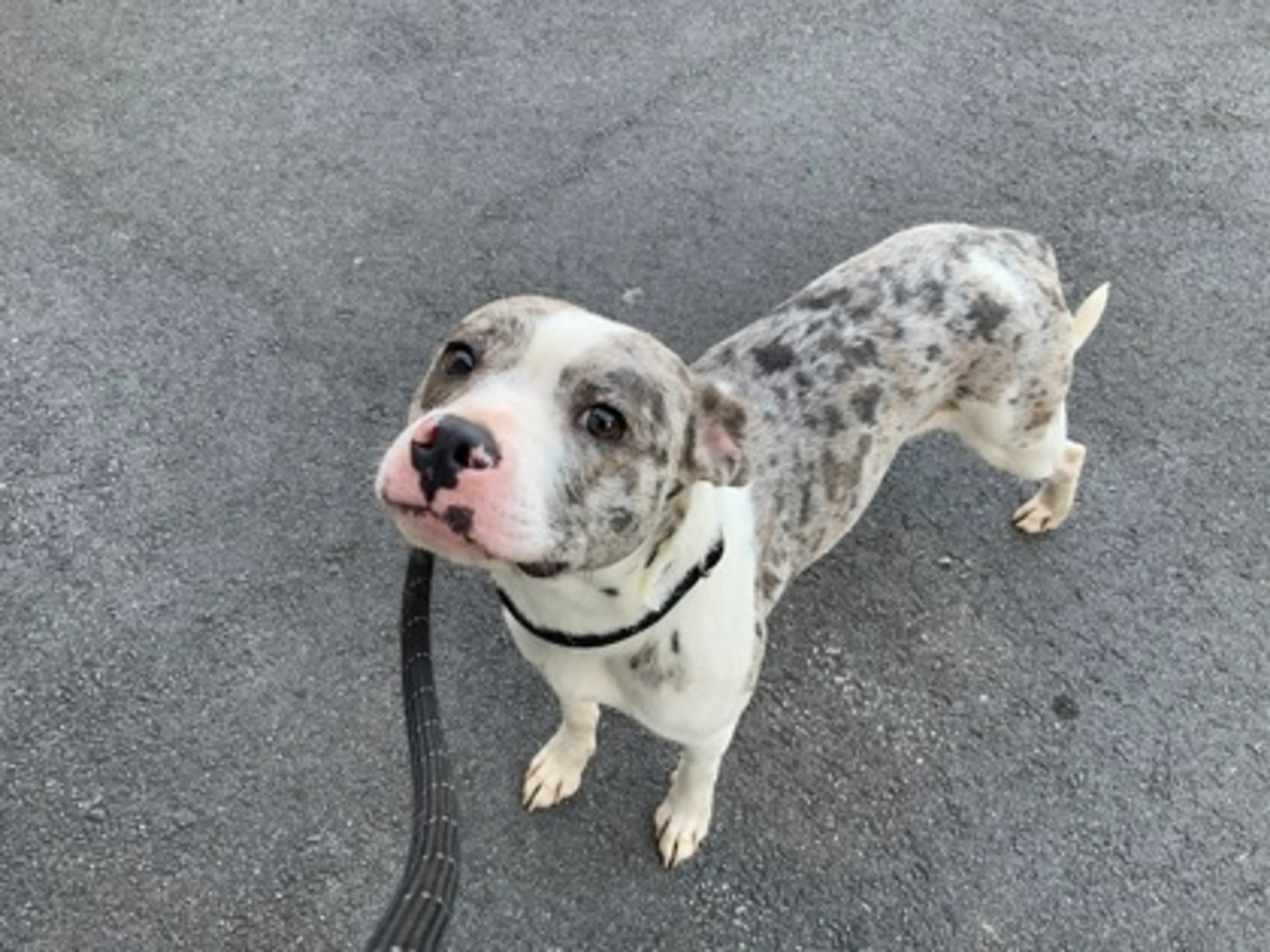 Found pet
