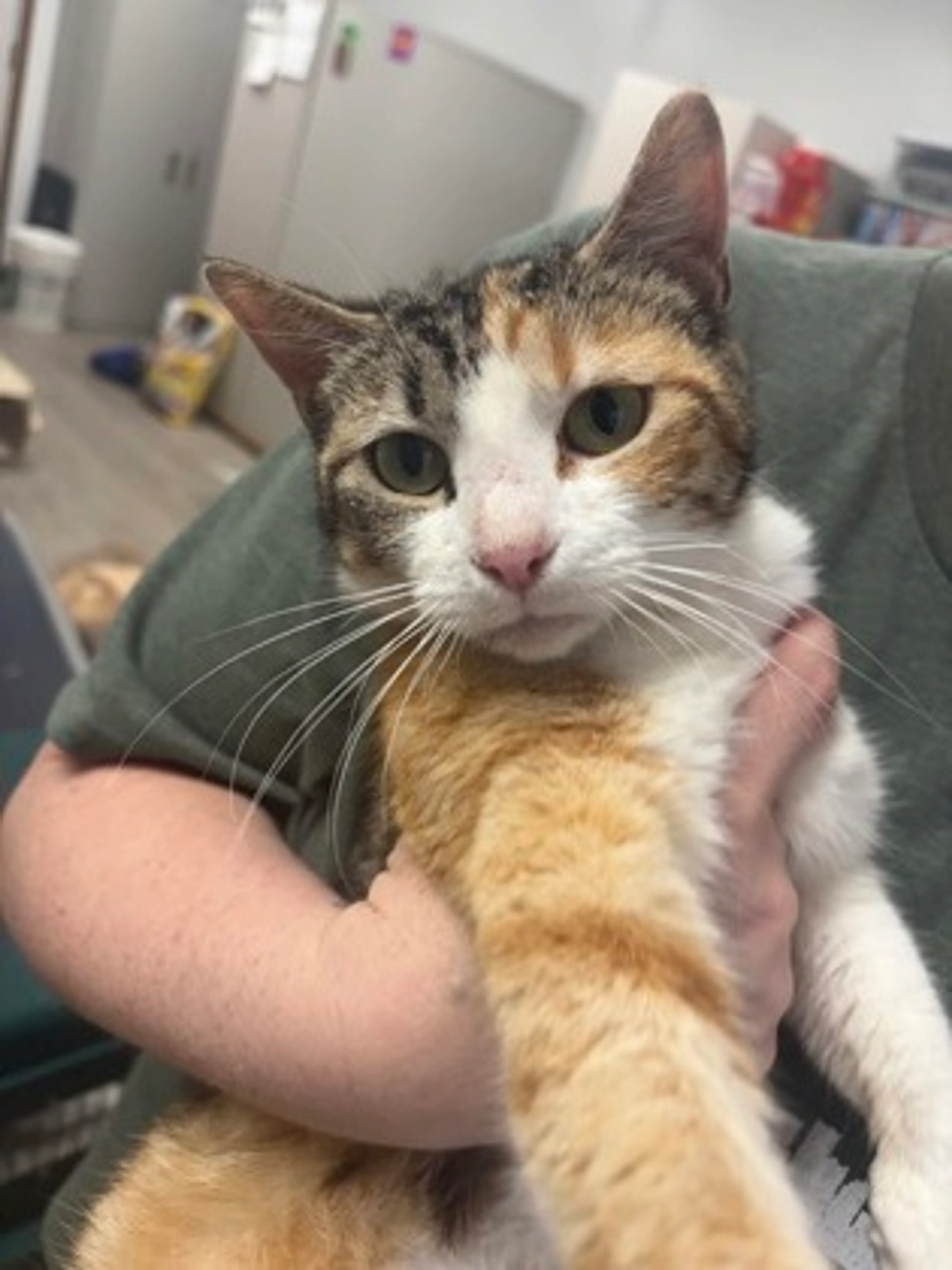 Found pet-1