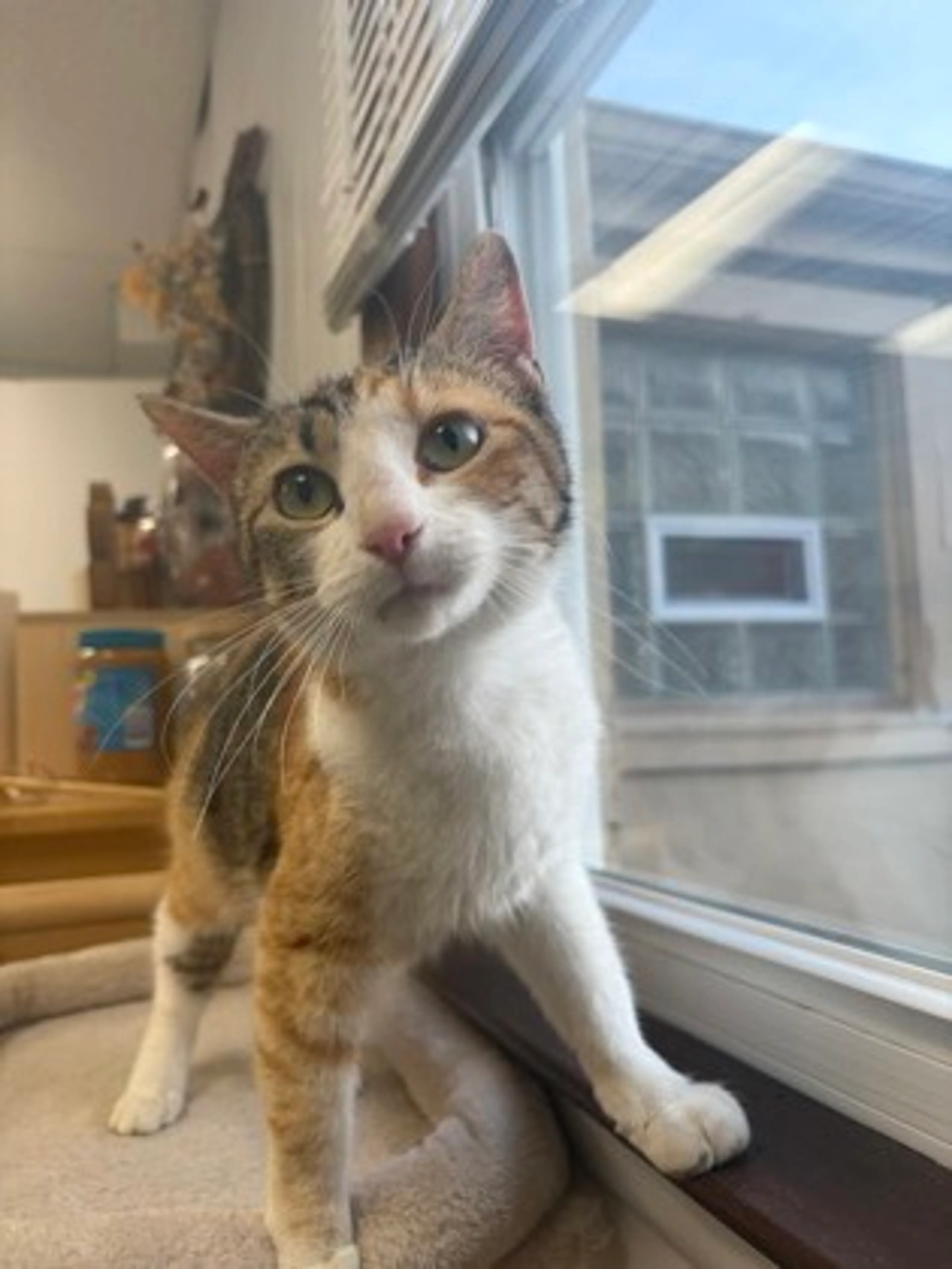 Found pet-2