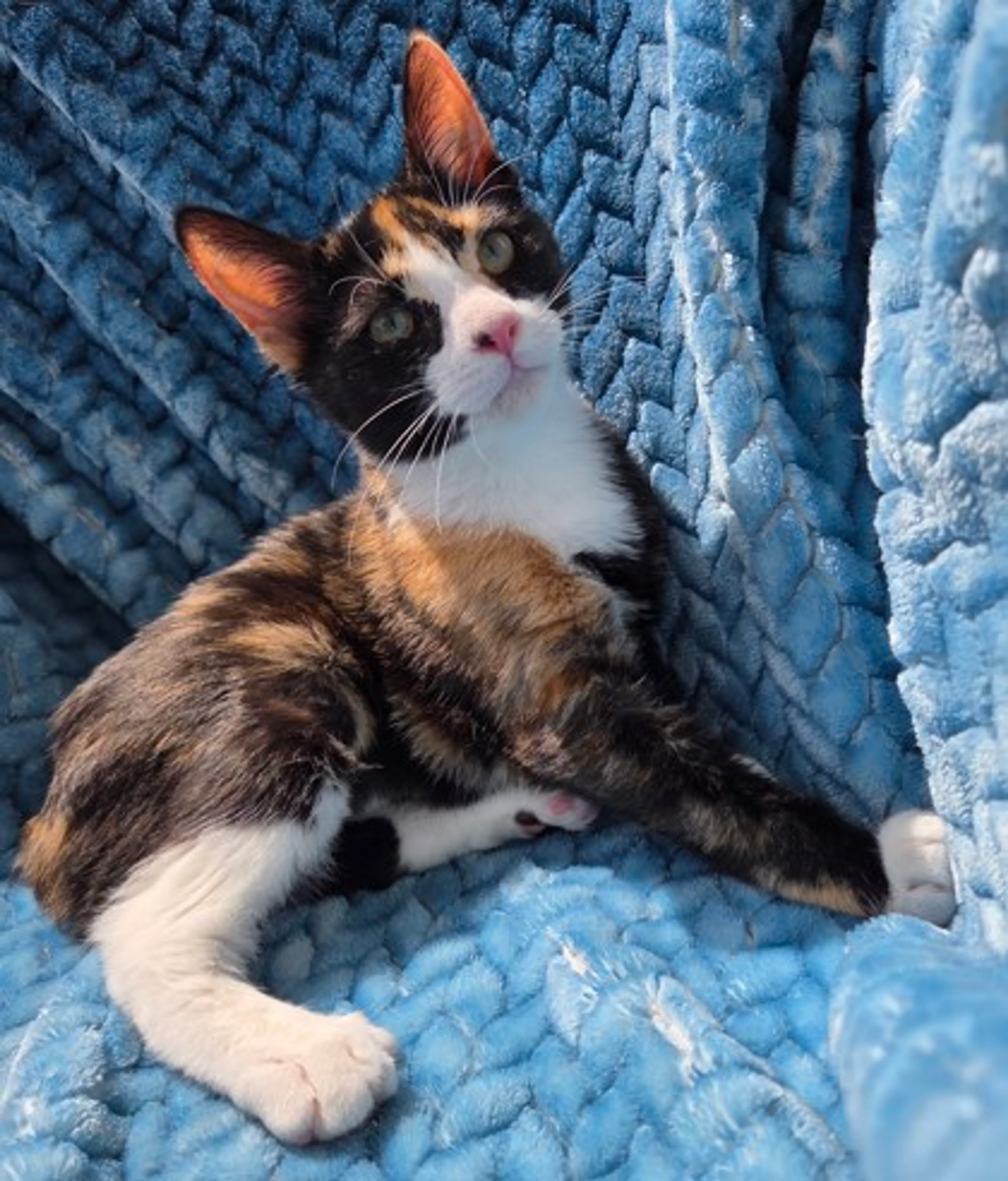 Found pet-2