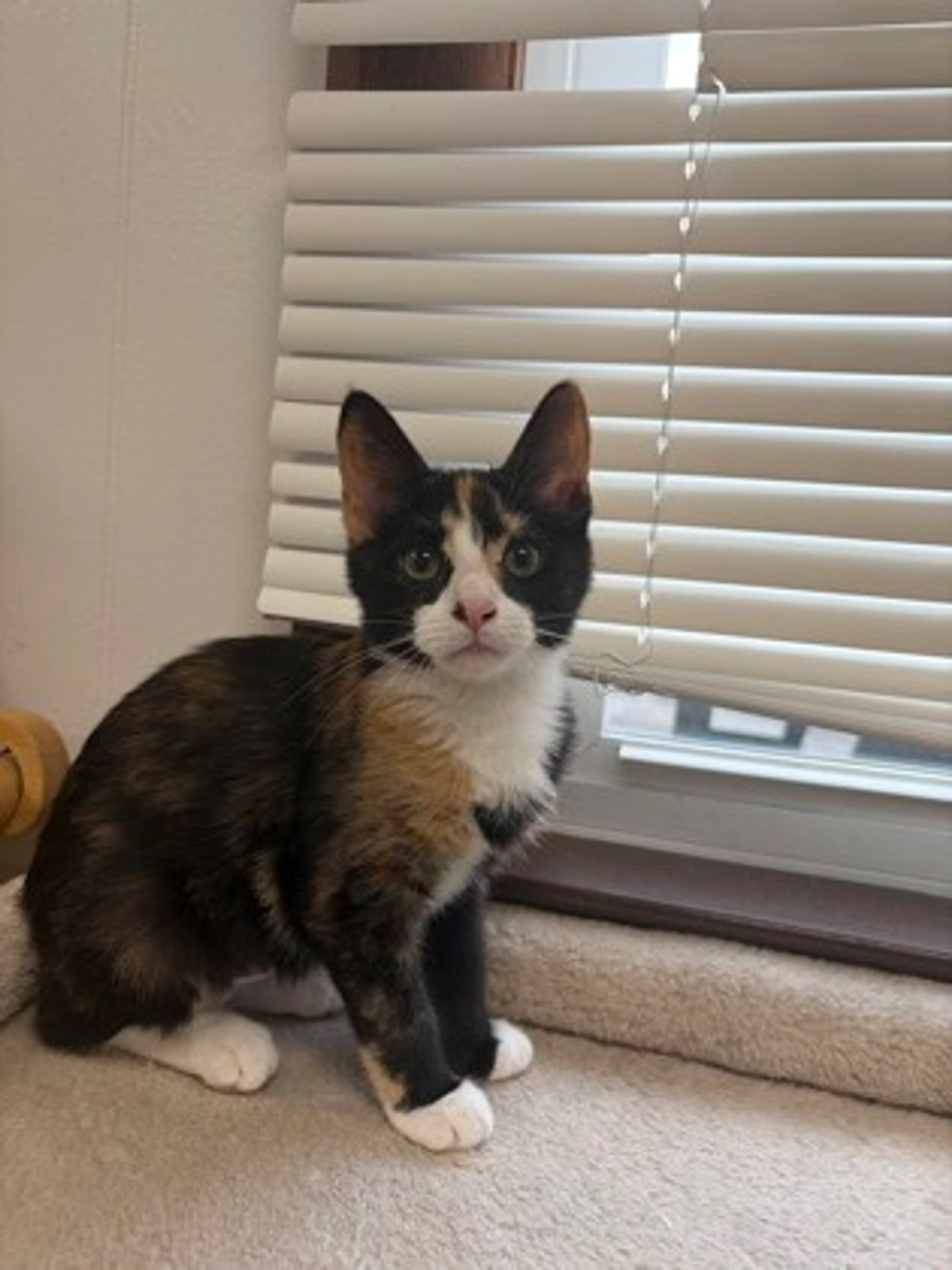 Found pet-1