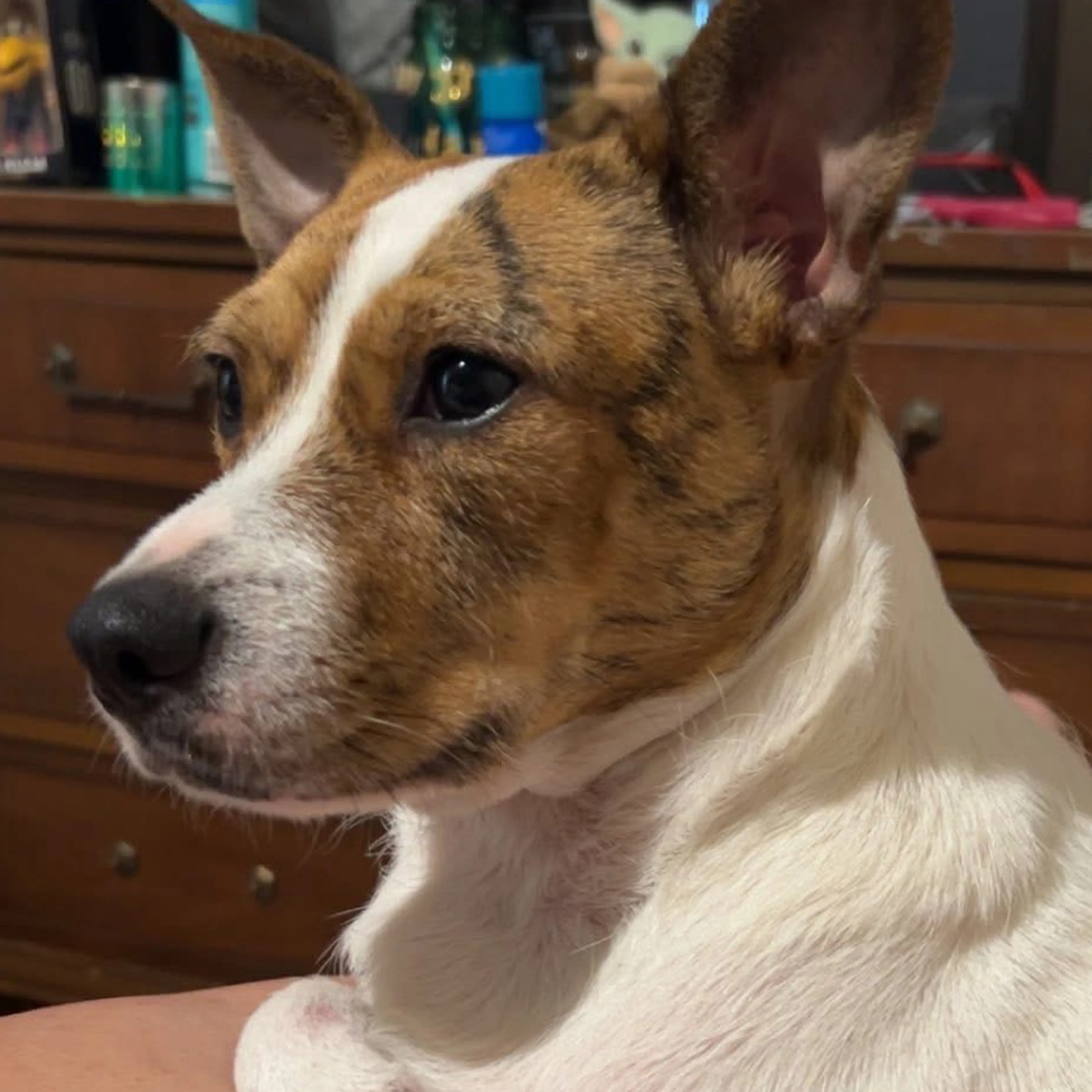 Lost pet-2