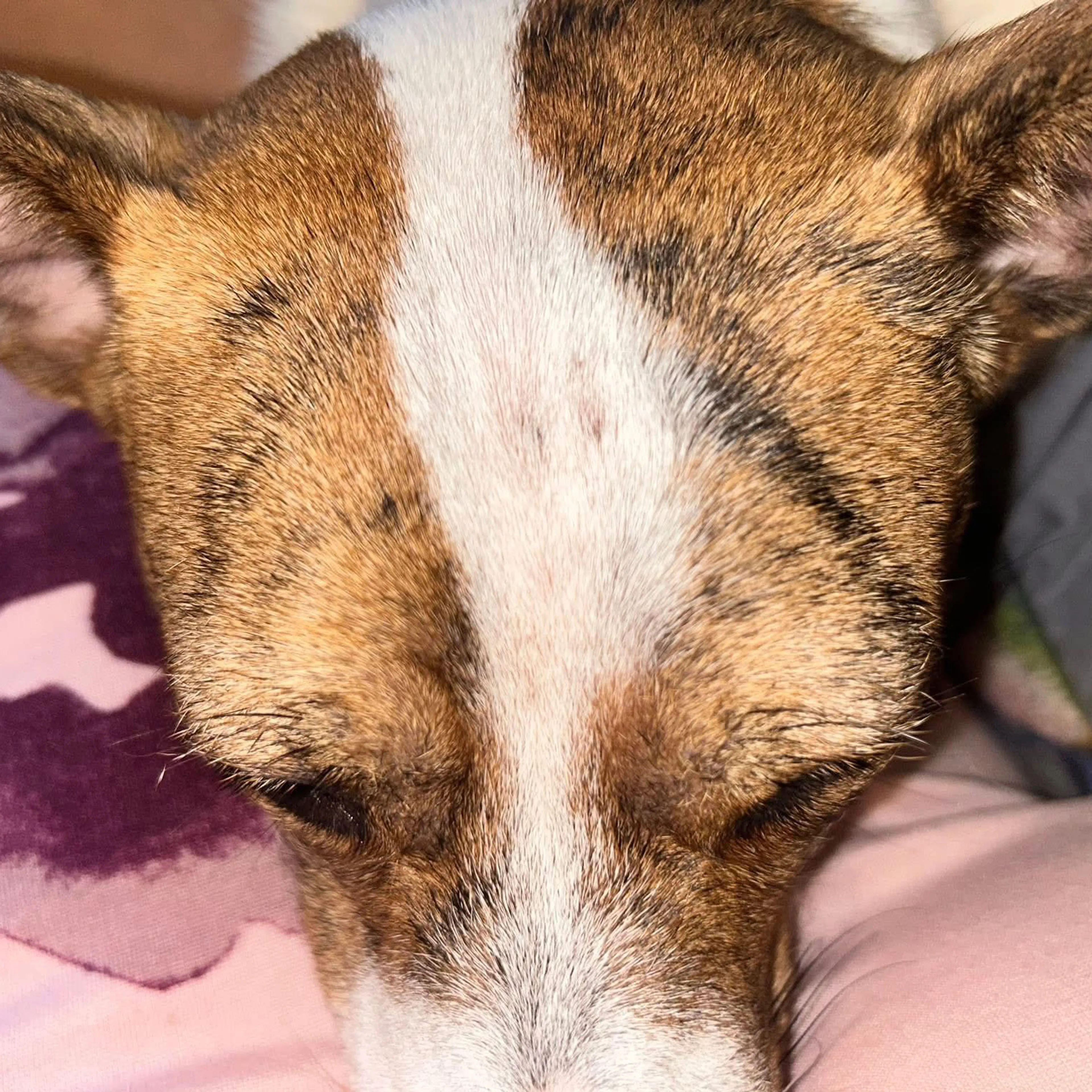 Lost pet-3