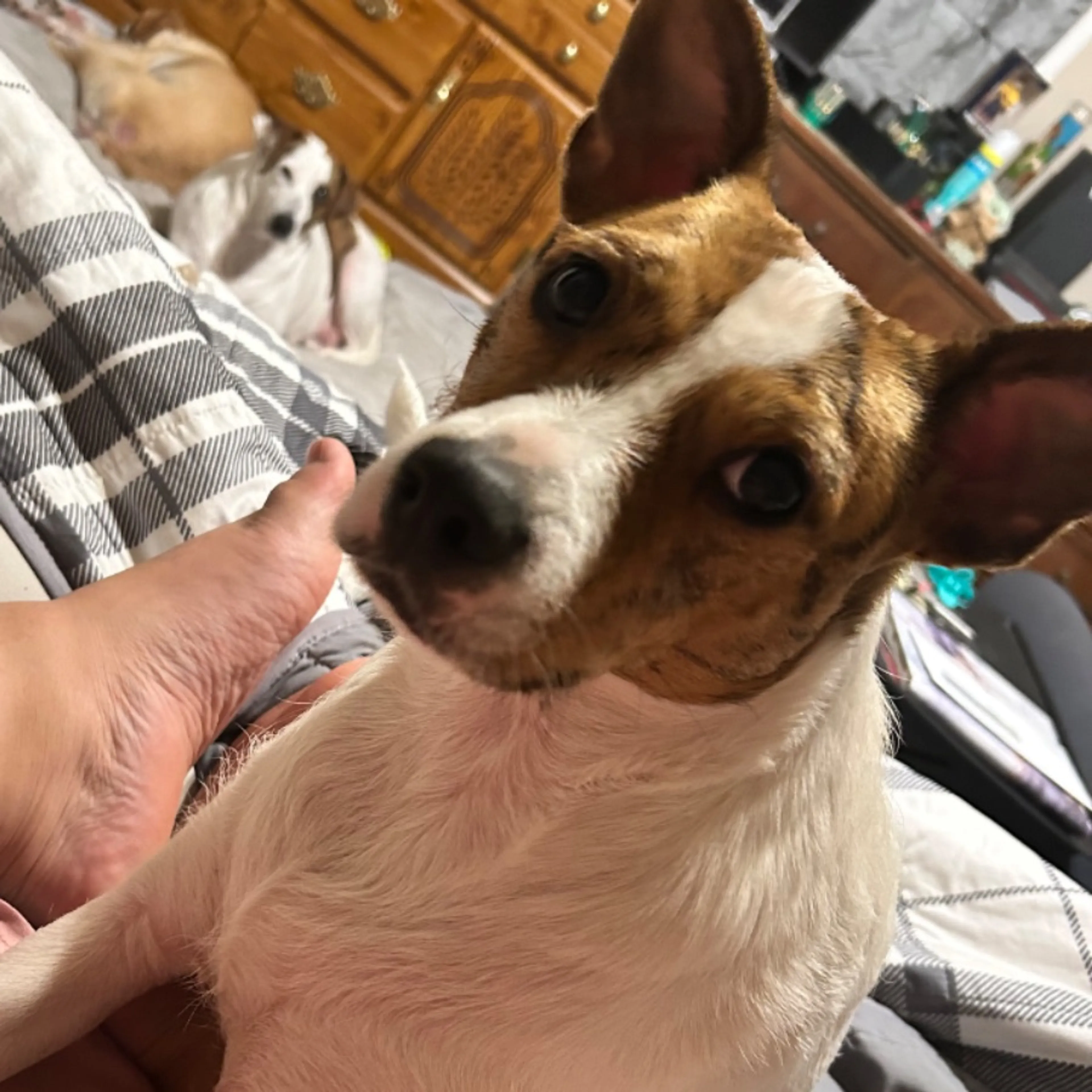 Lost pet-0