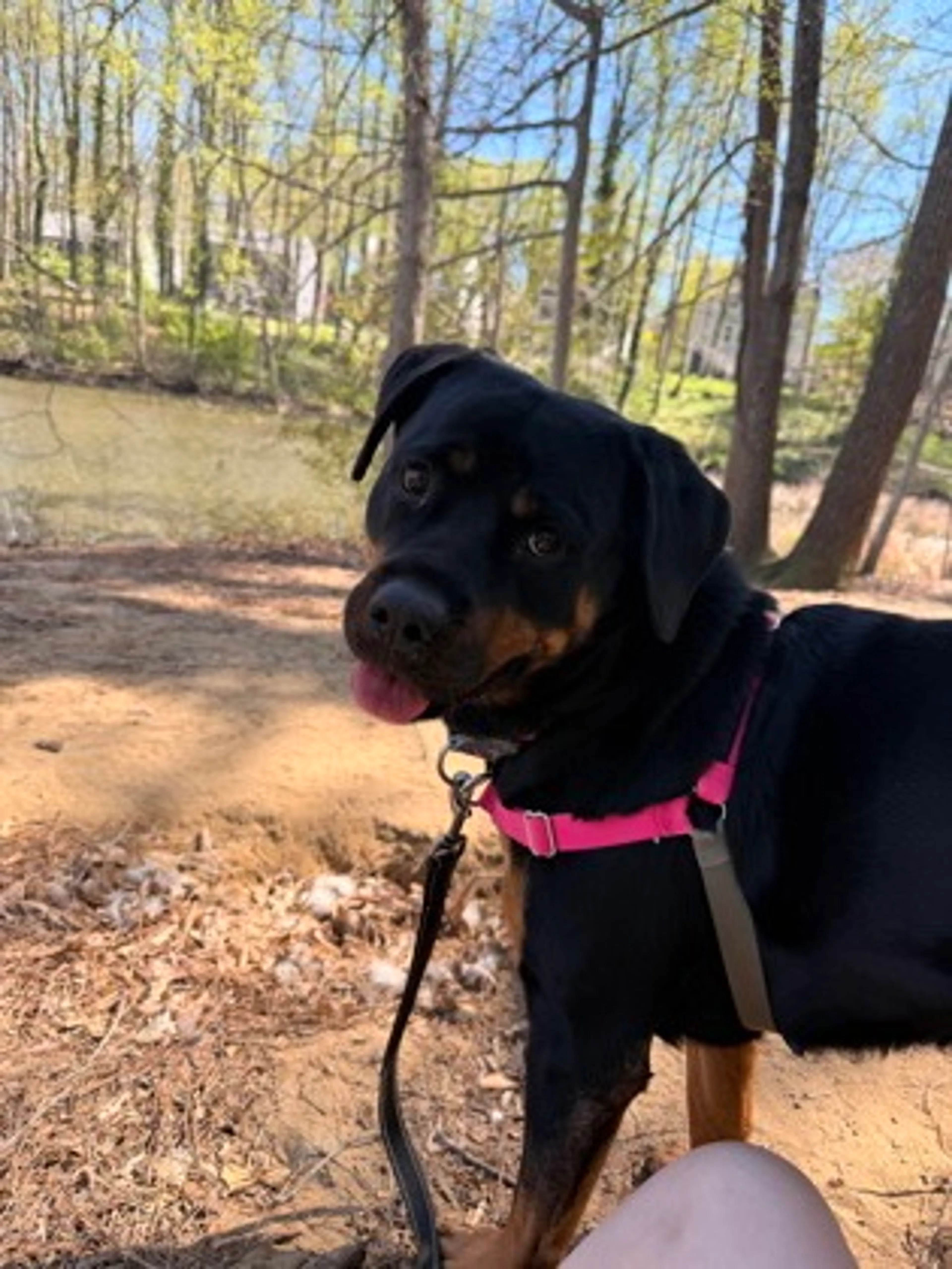 Found pet-1