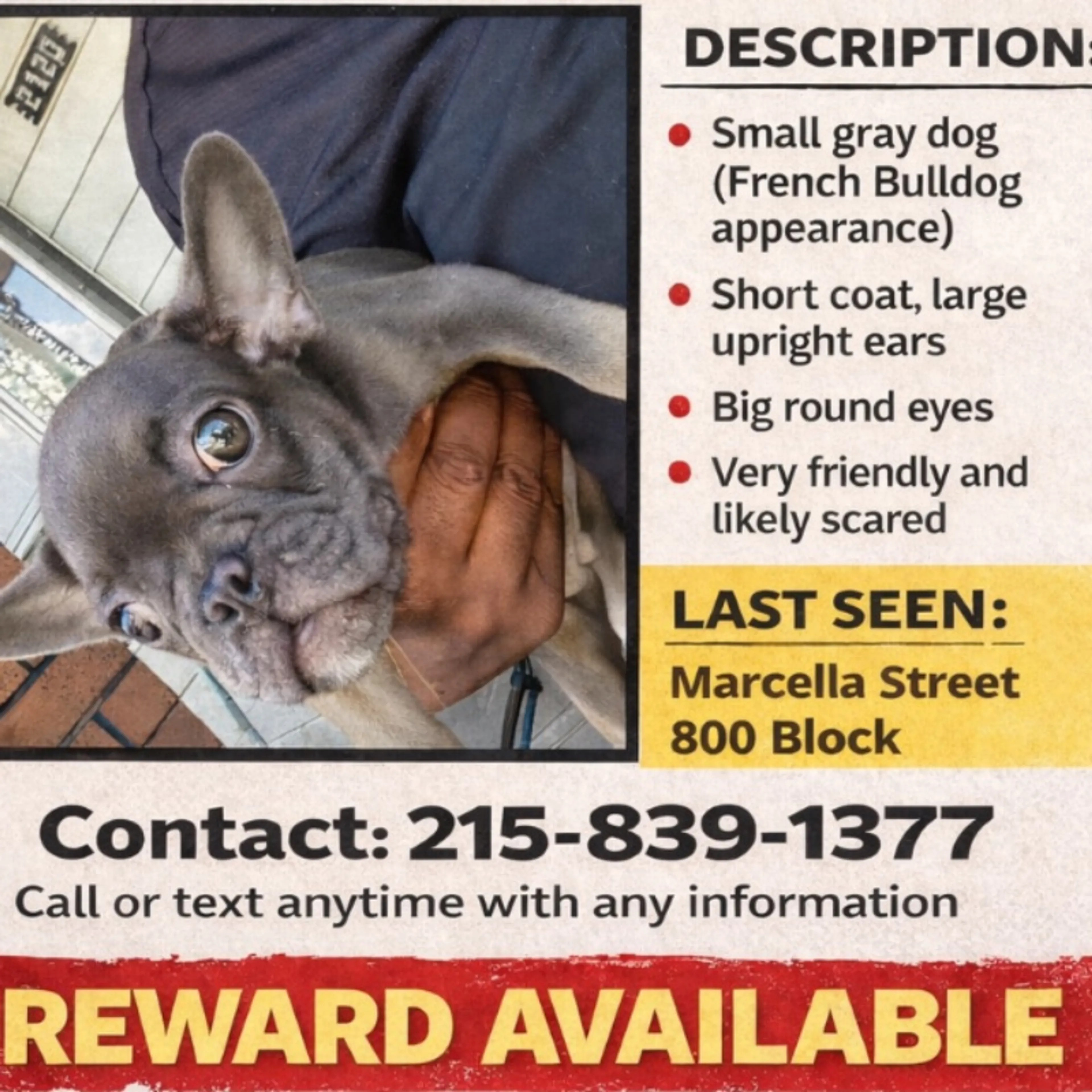 Lost pet