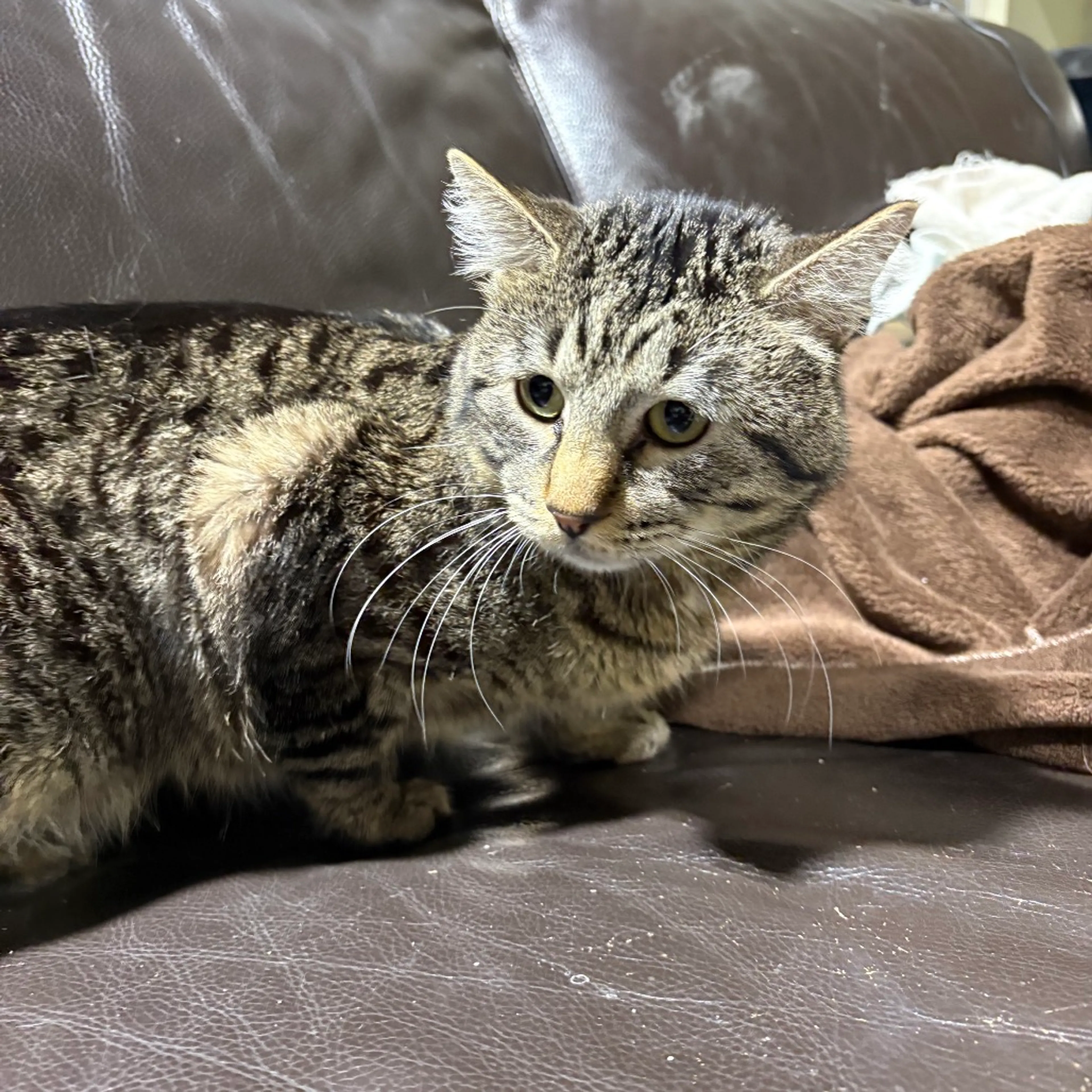 Found pet