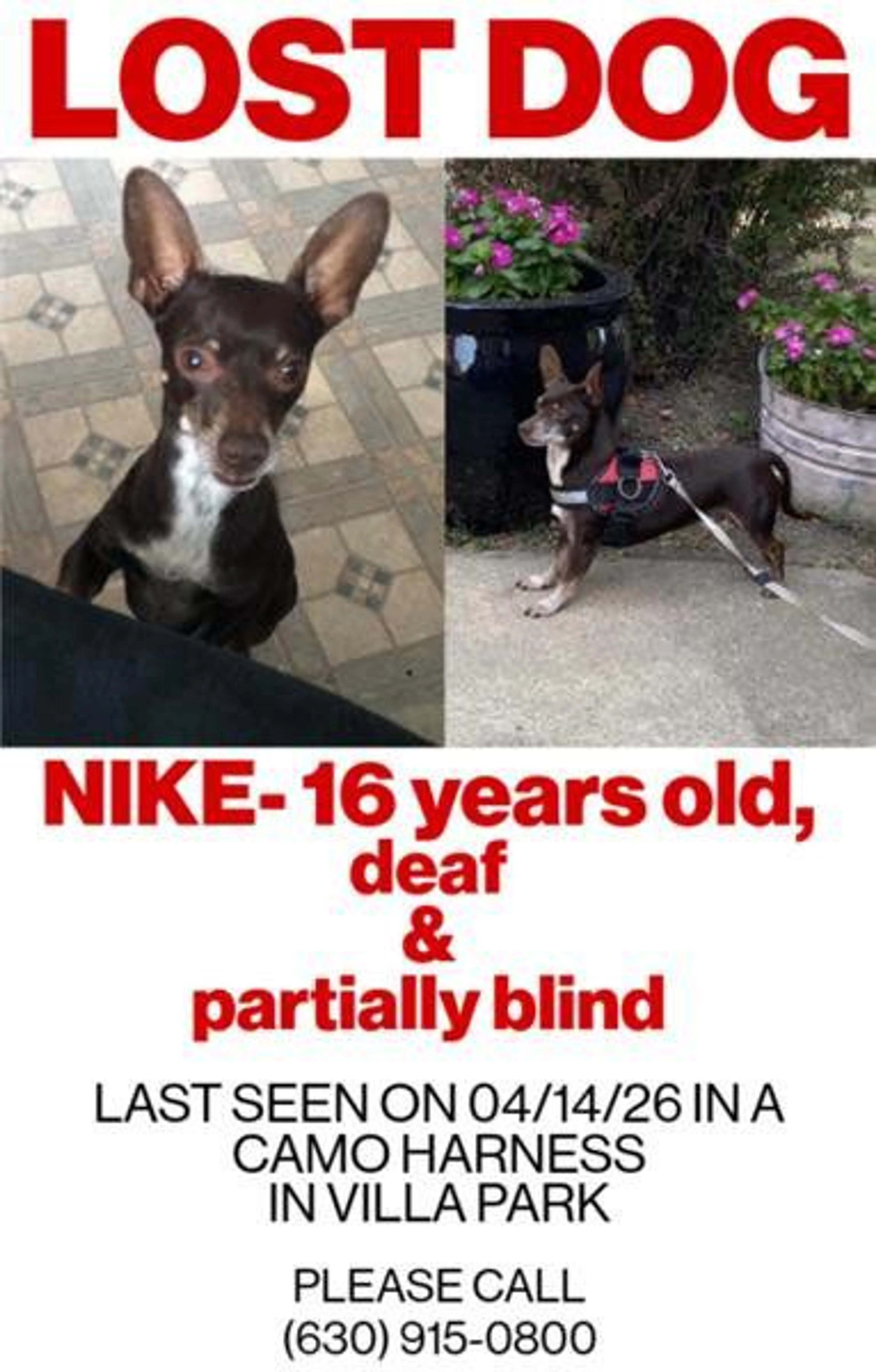 Lost pet