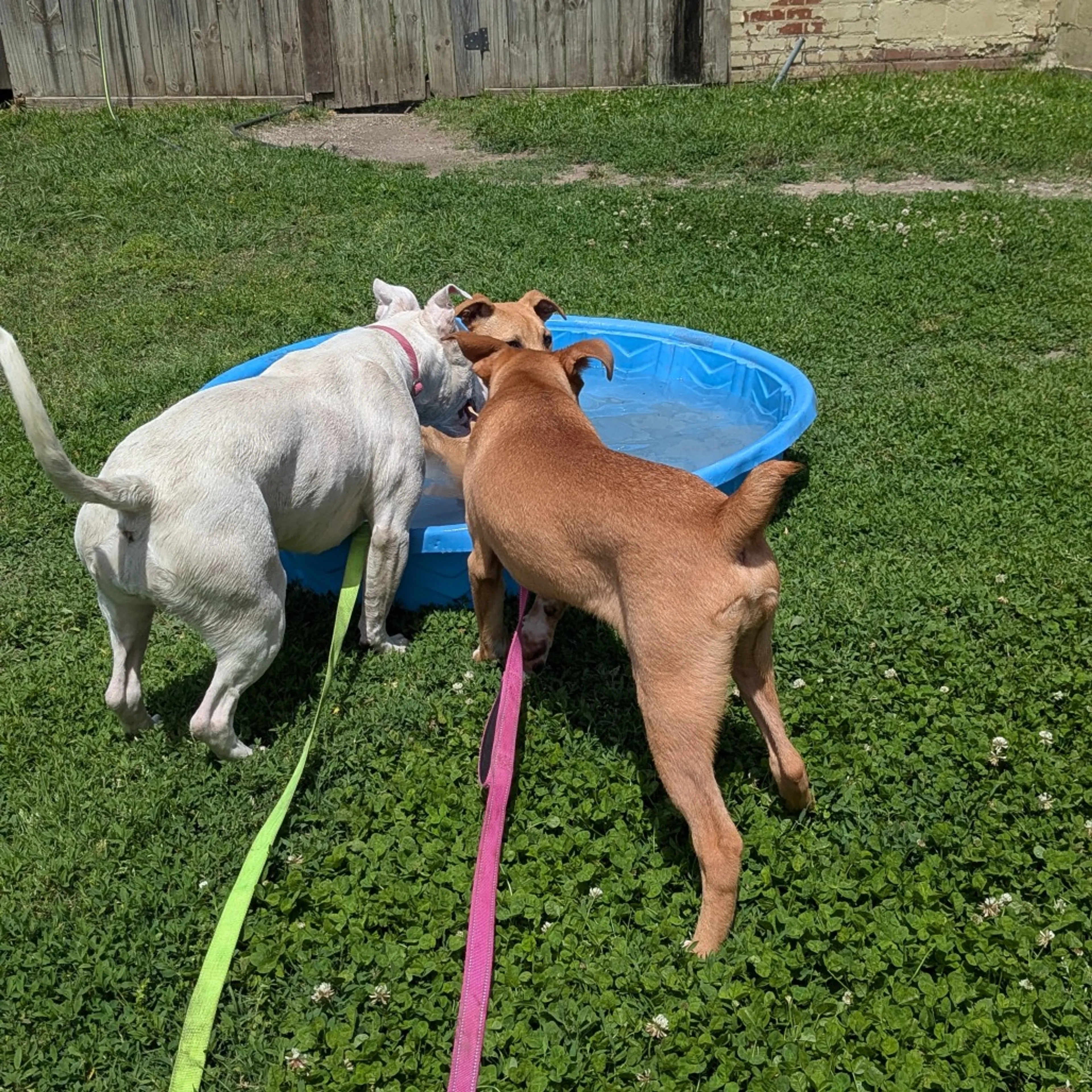 Found pet-11