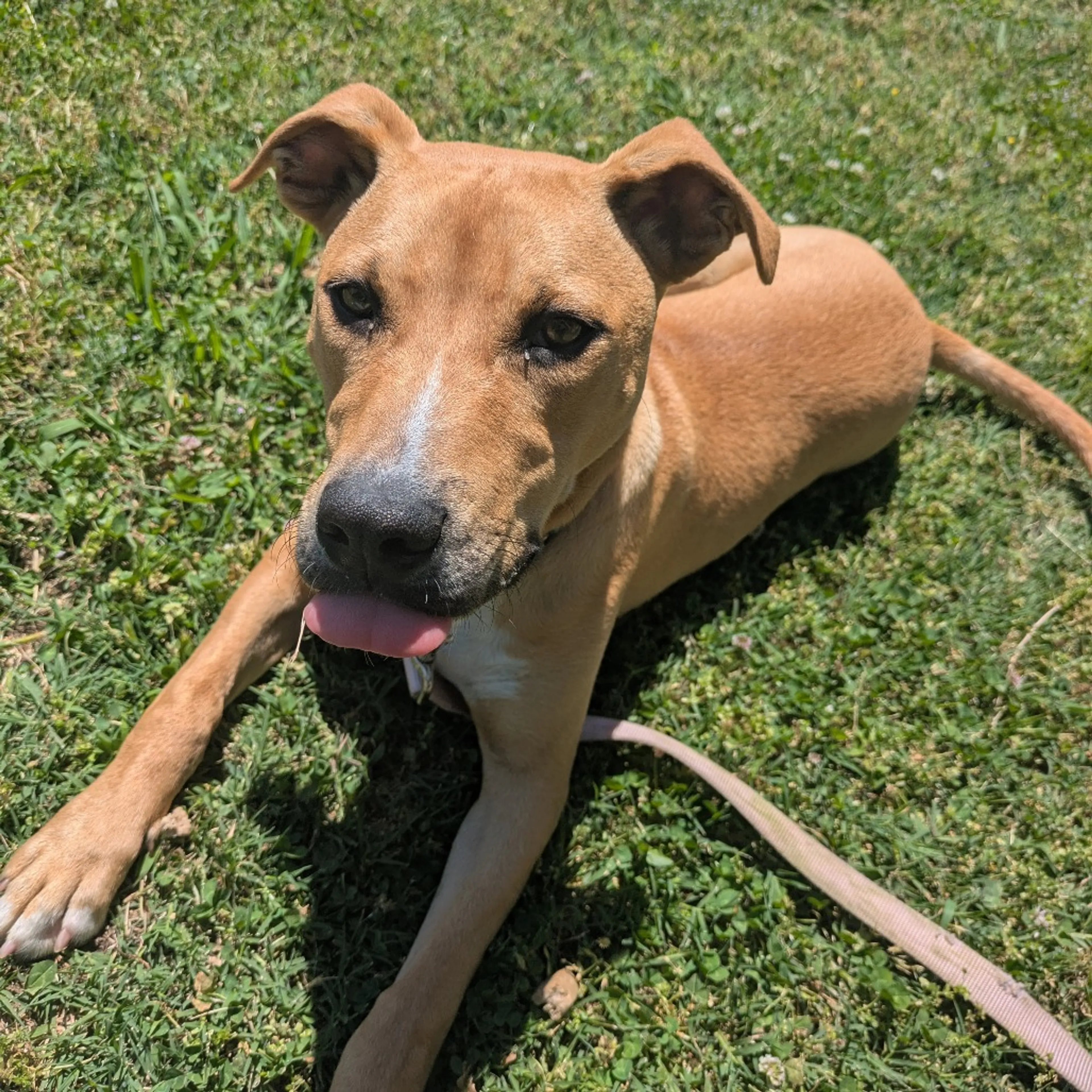 Found pet-3