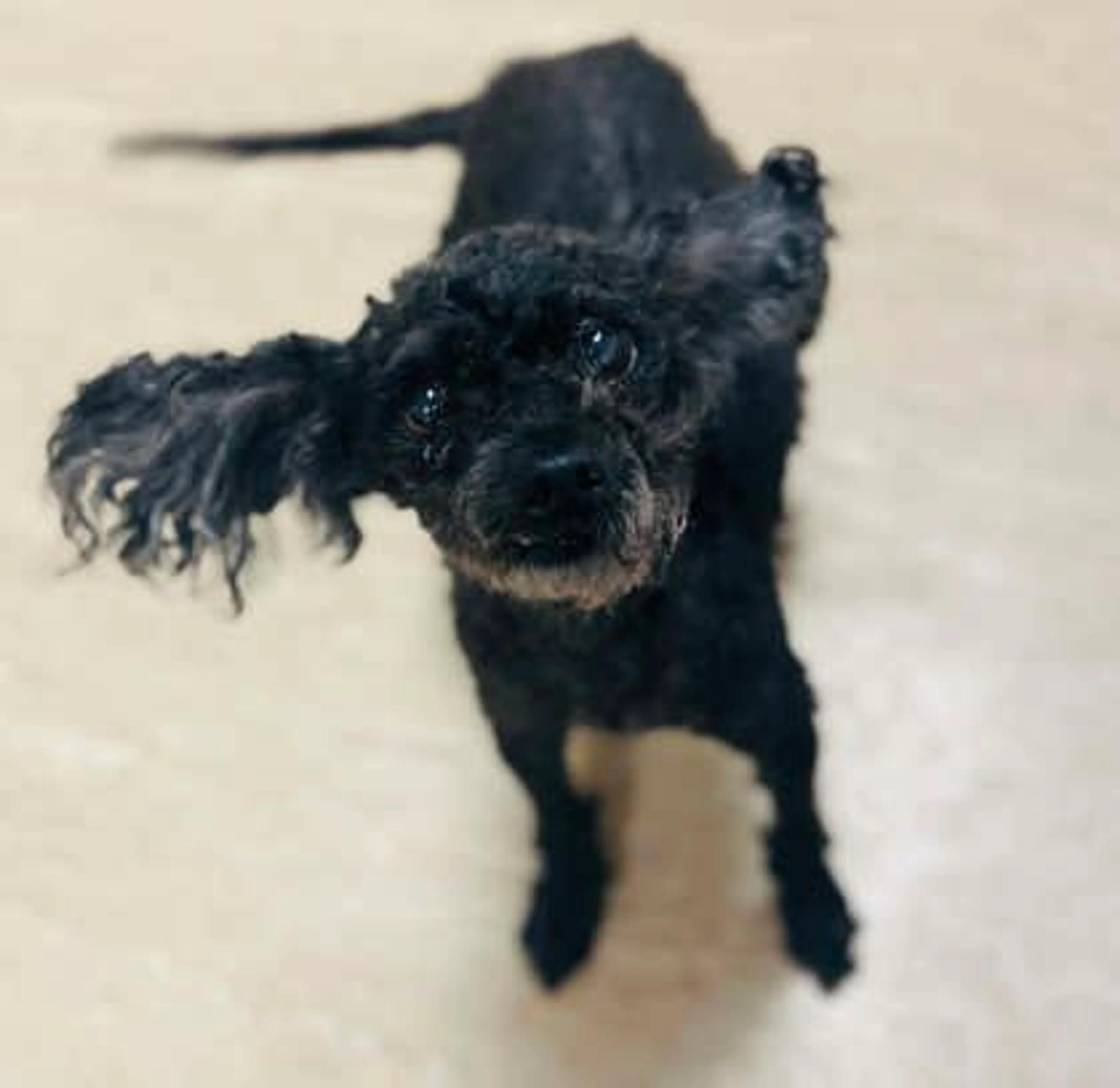 Found pet-1