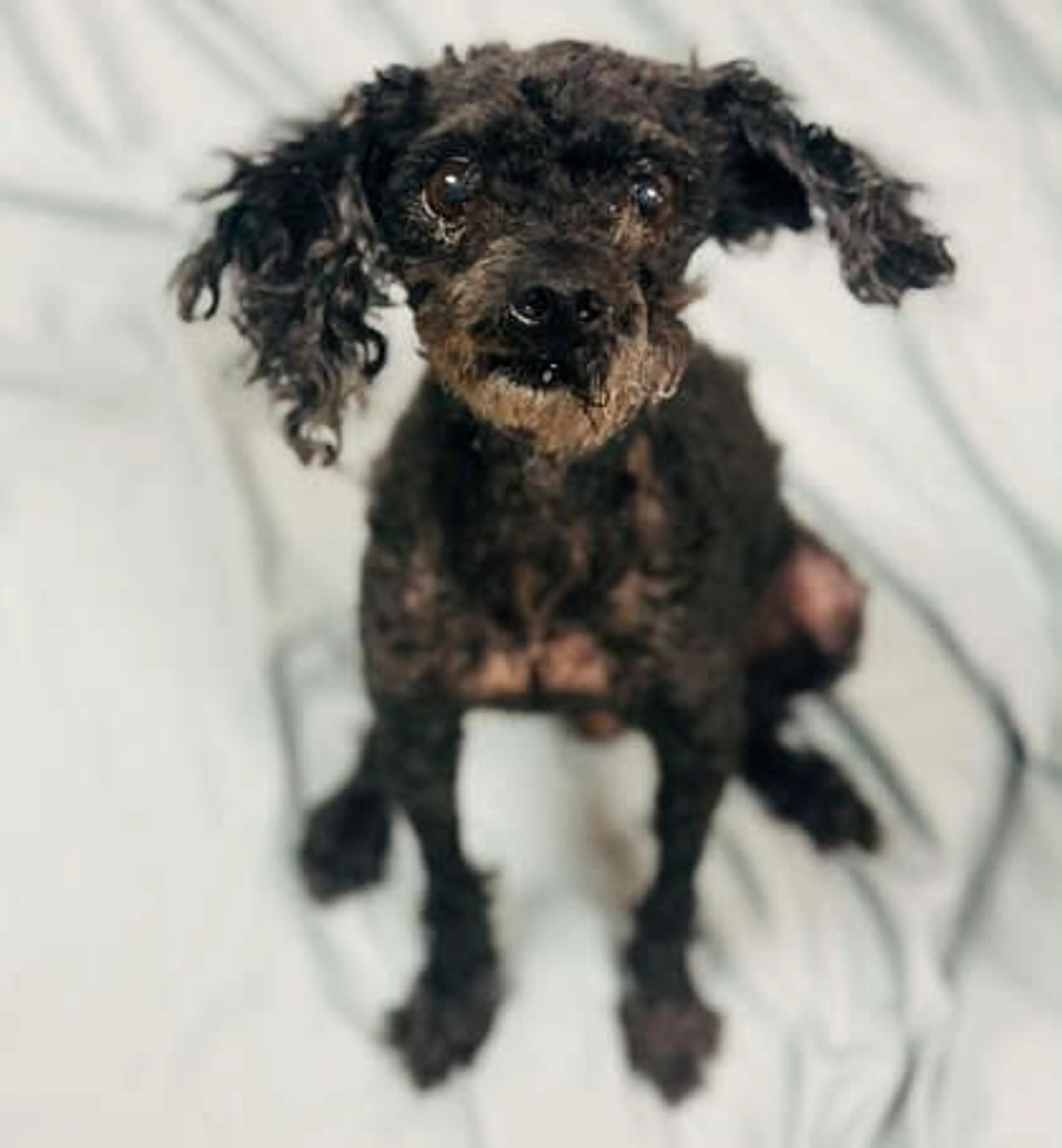Found pet-2