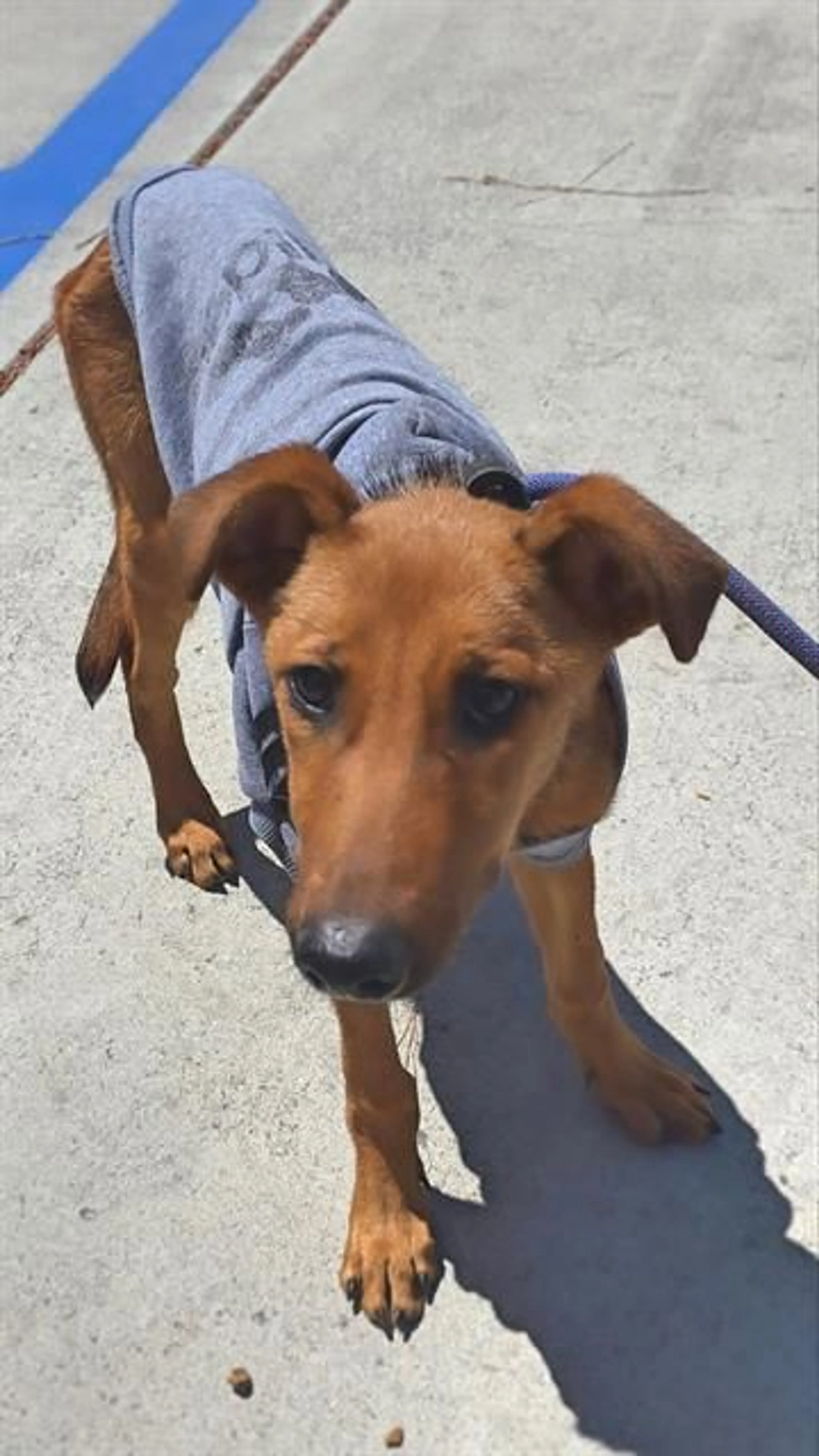 Found pet