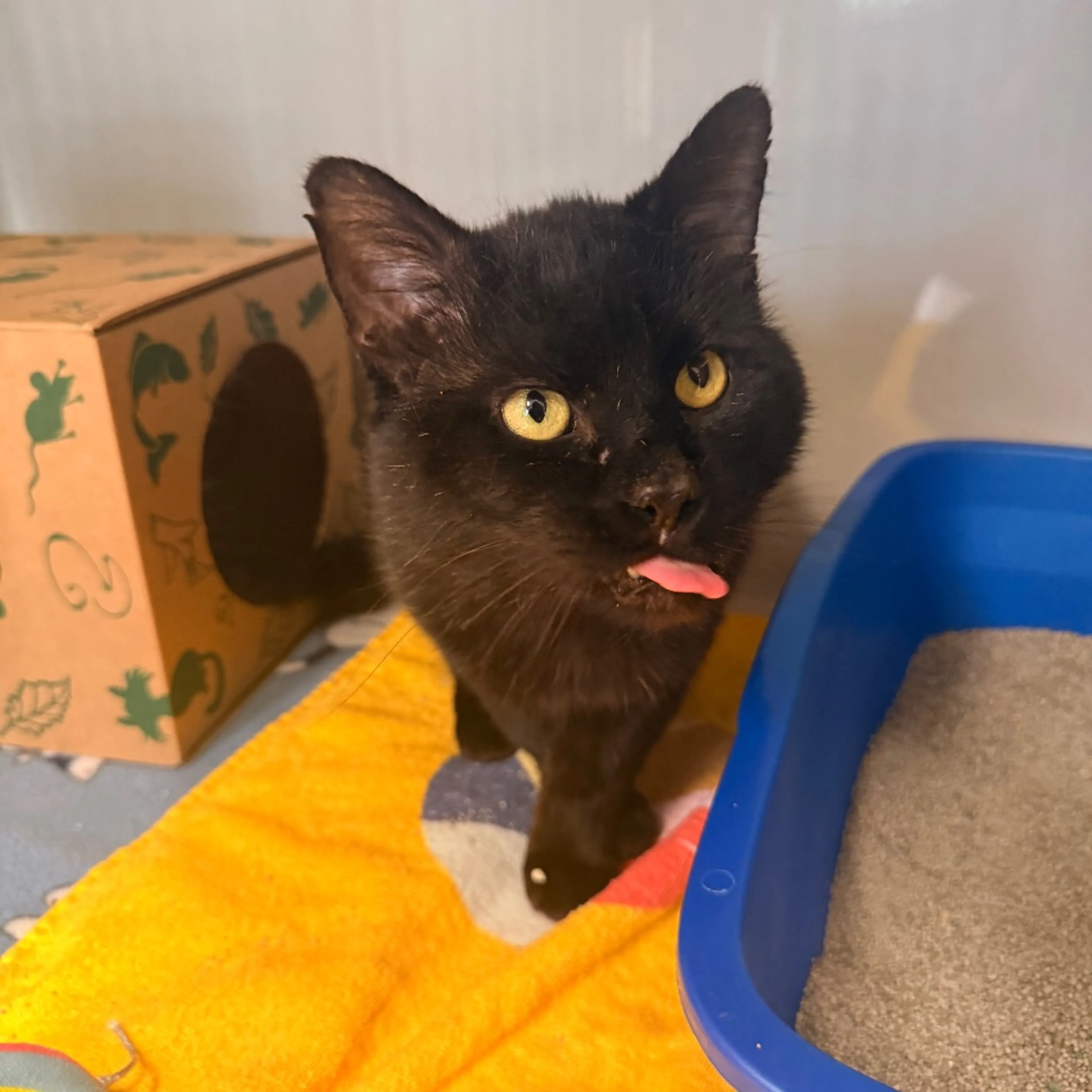 Found pet-3