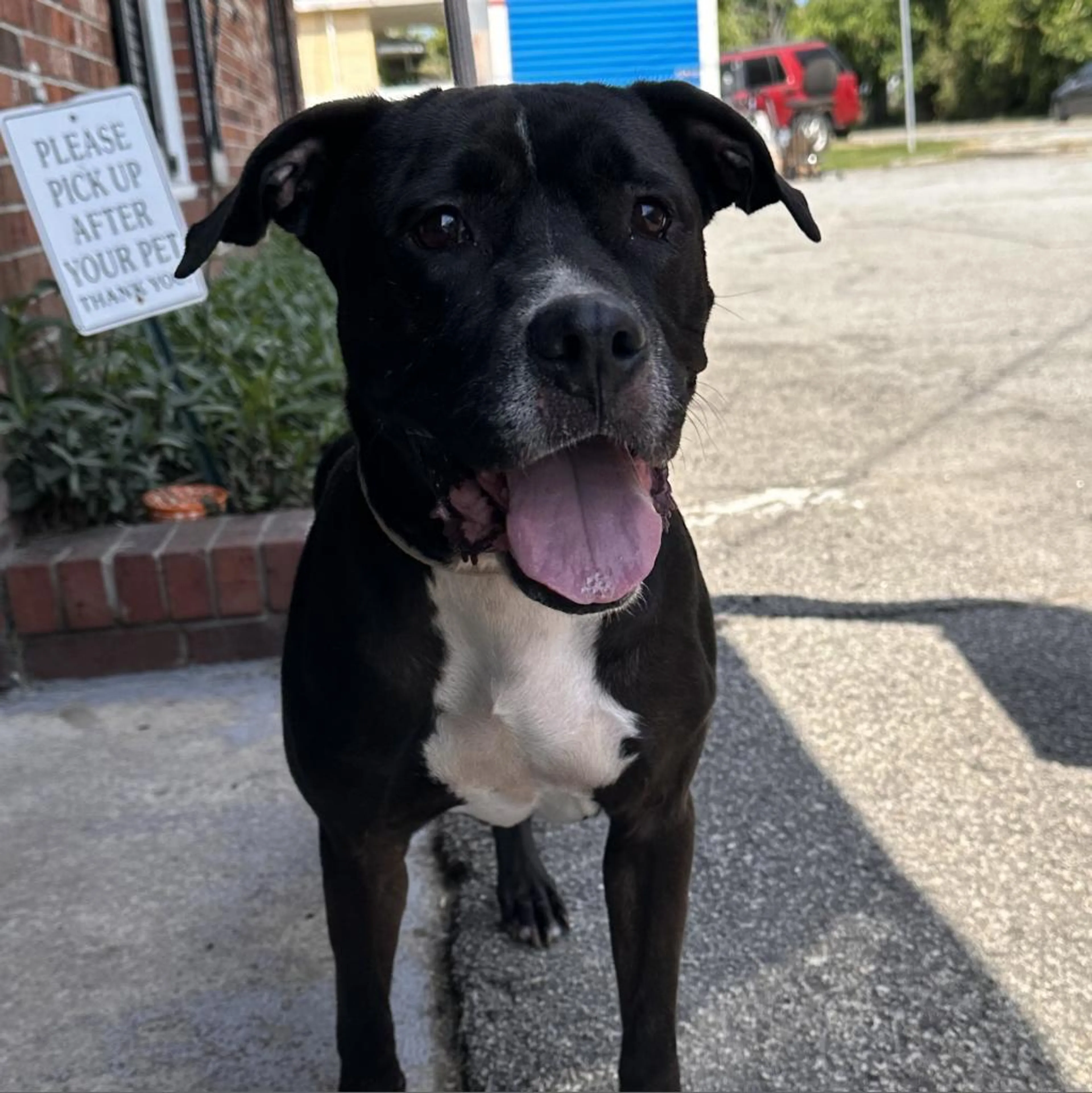 Found pet-3
