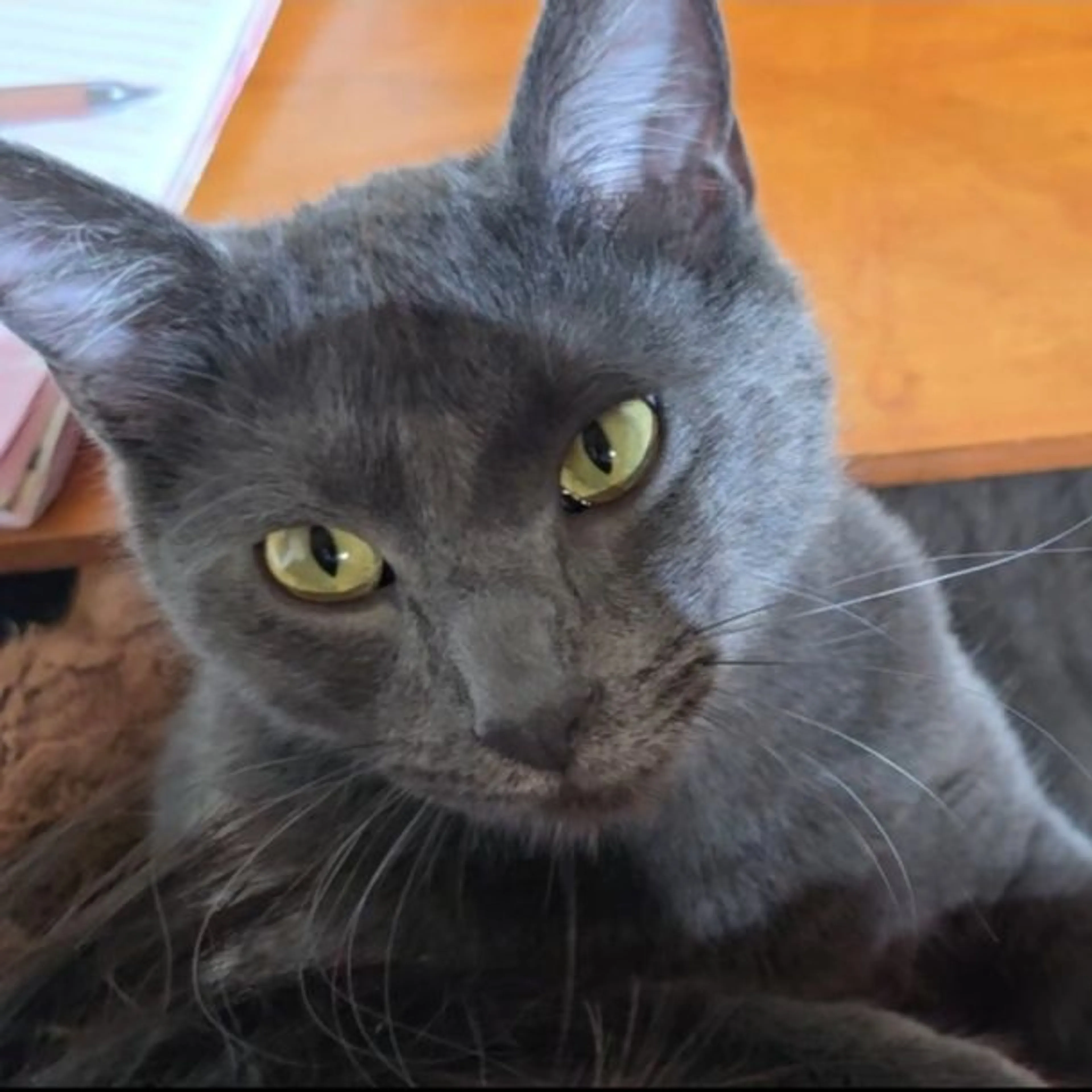 Lost pet