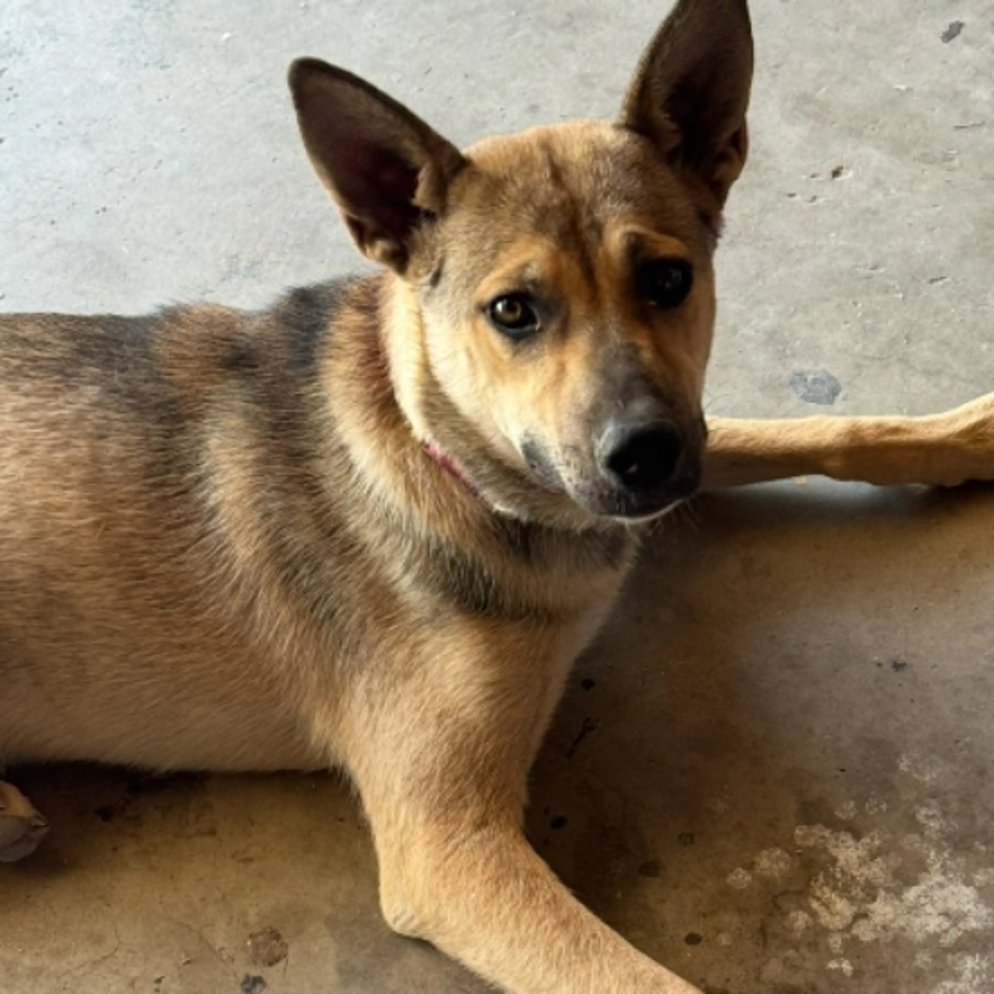 Lost pet