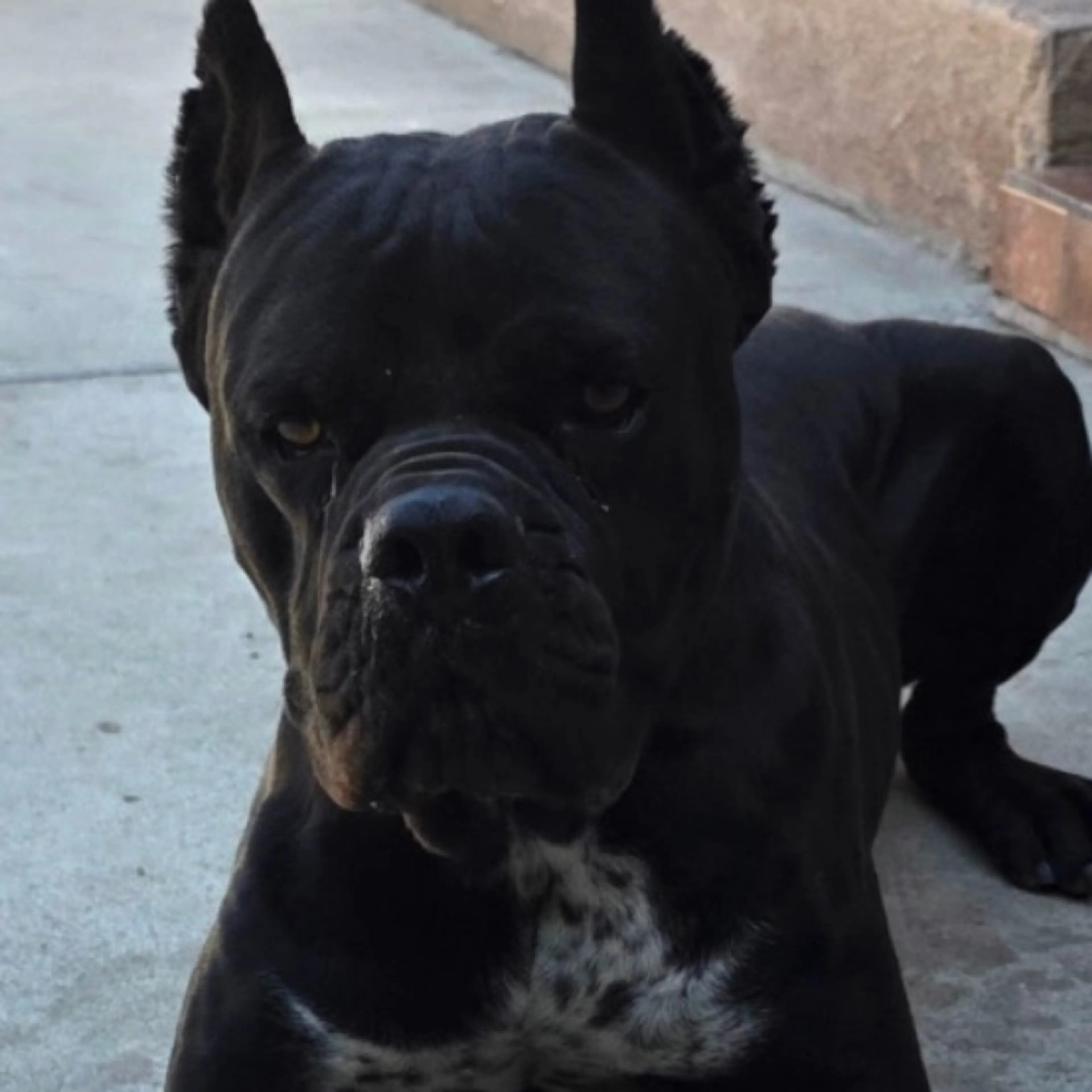 Lost pet-0