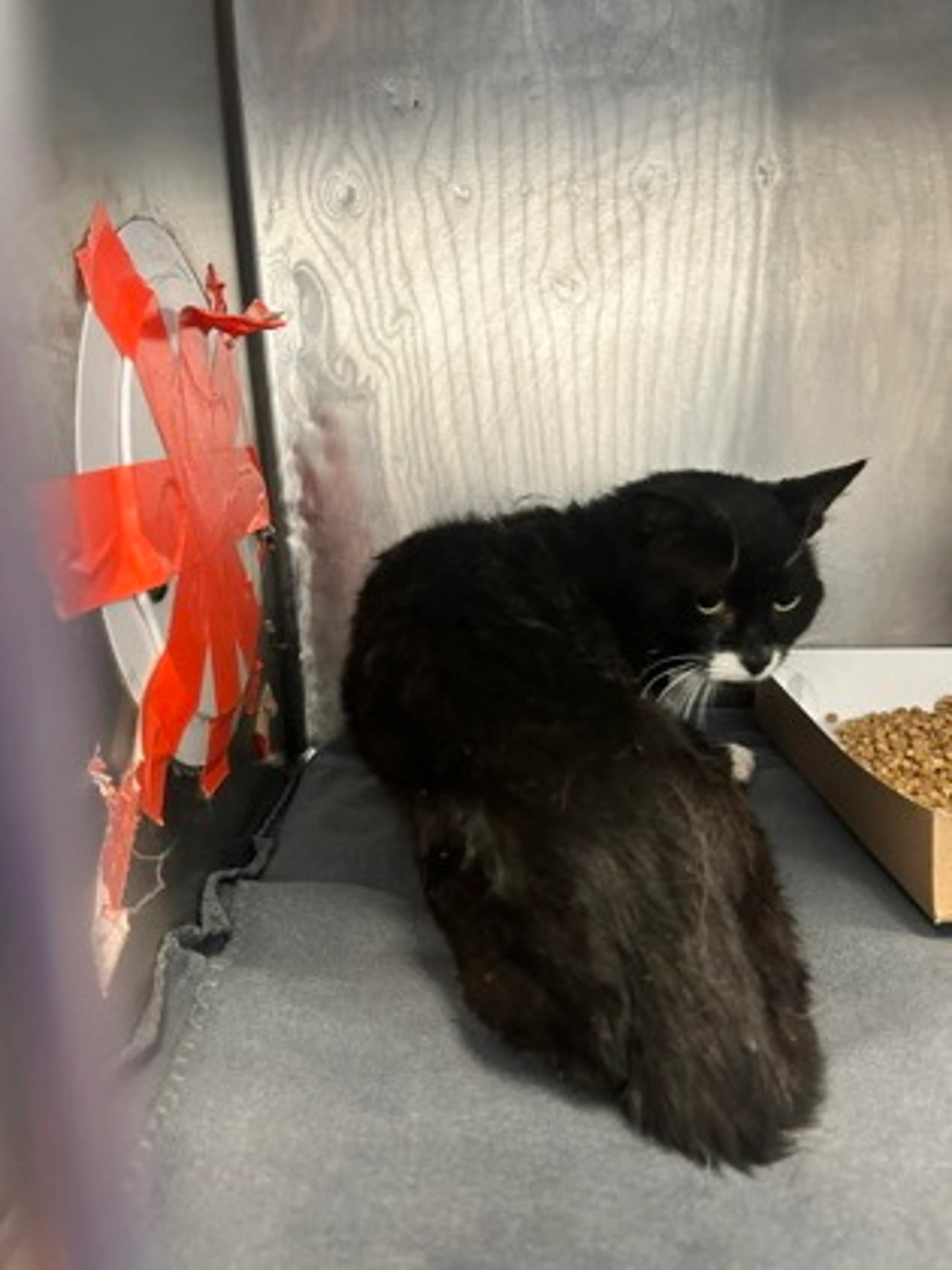 Found pet