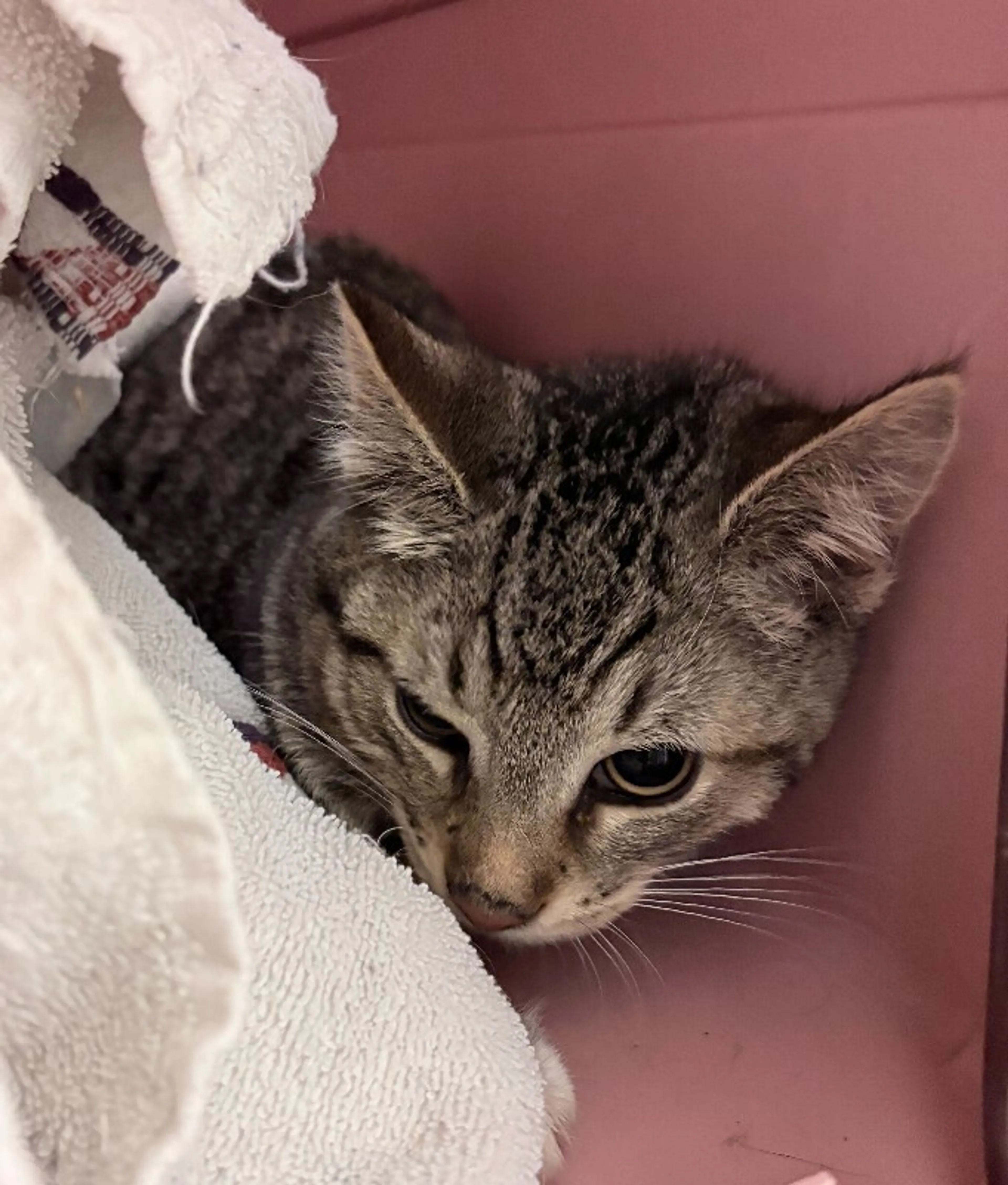 Found pet