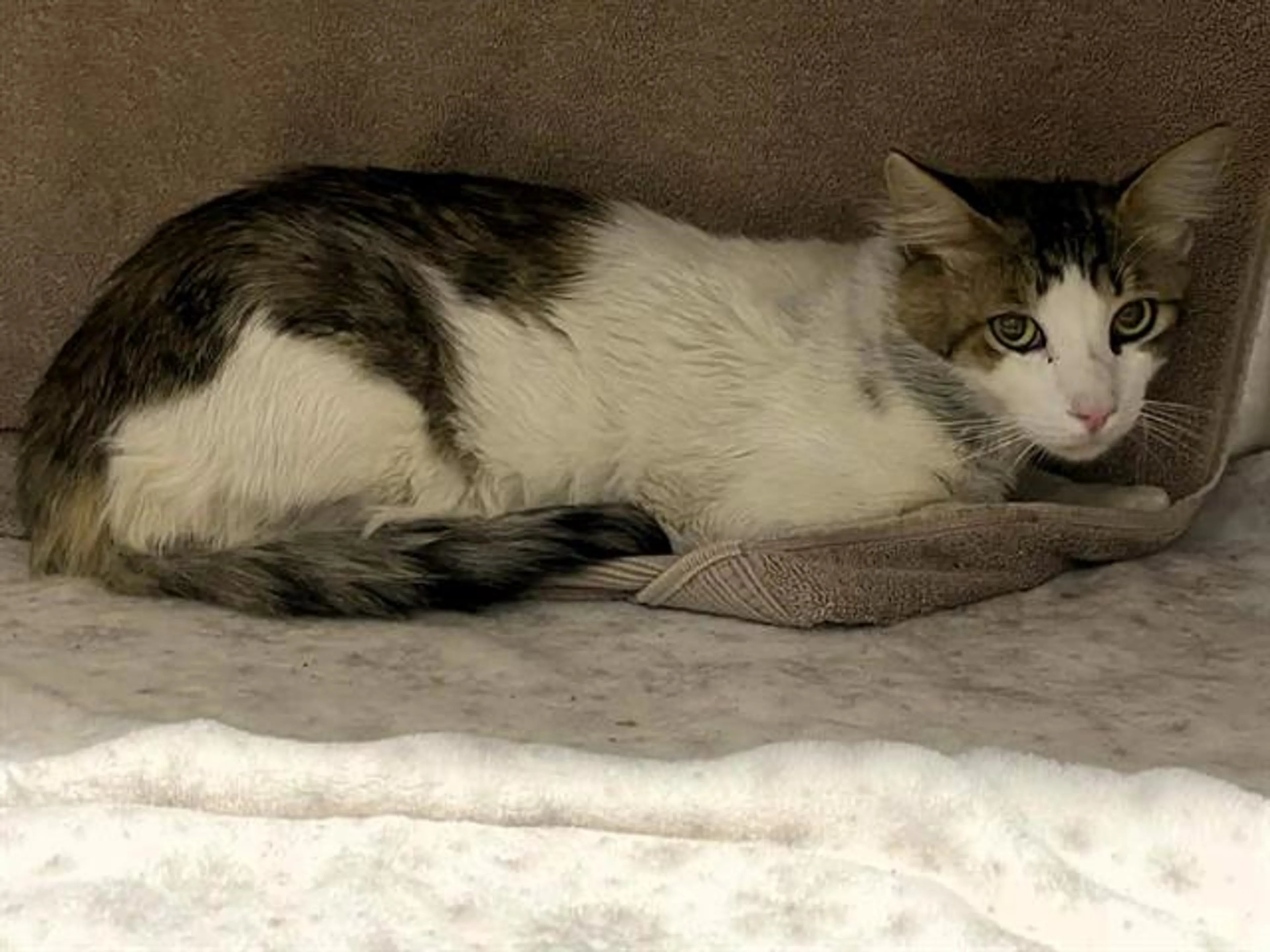 Found pet