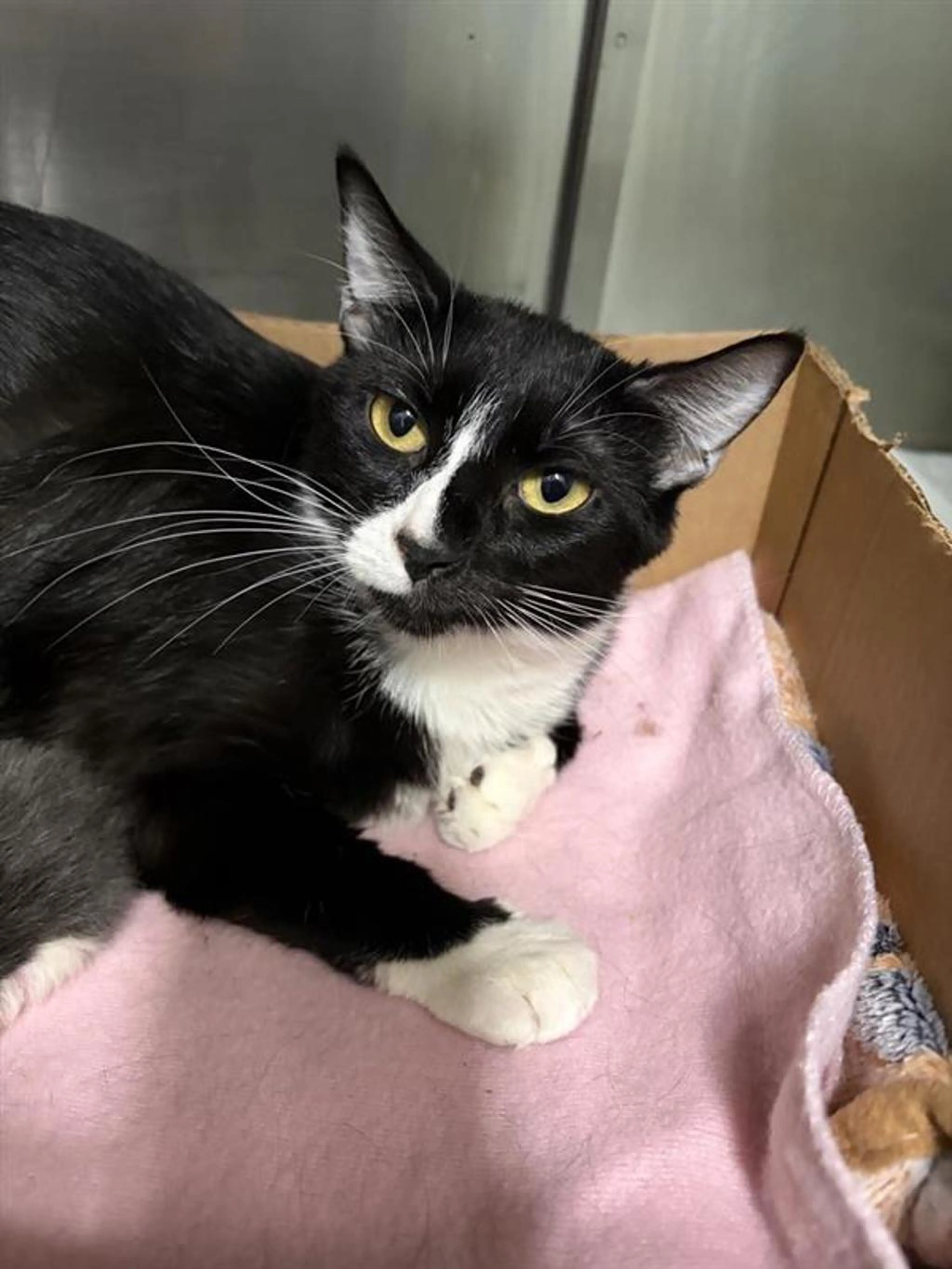 Found pet-1