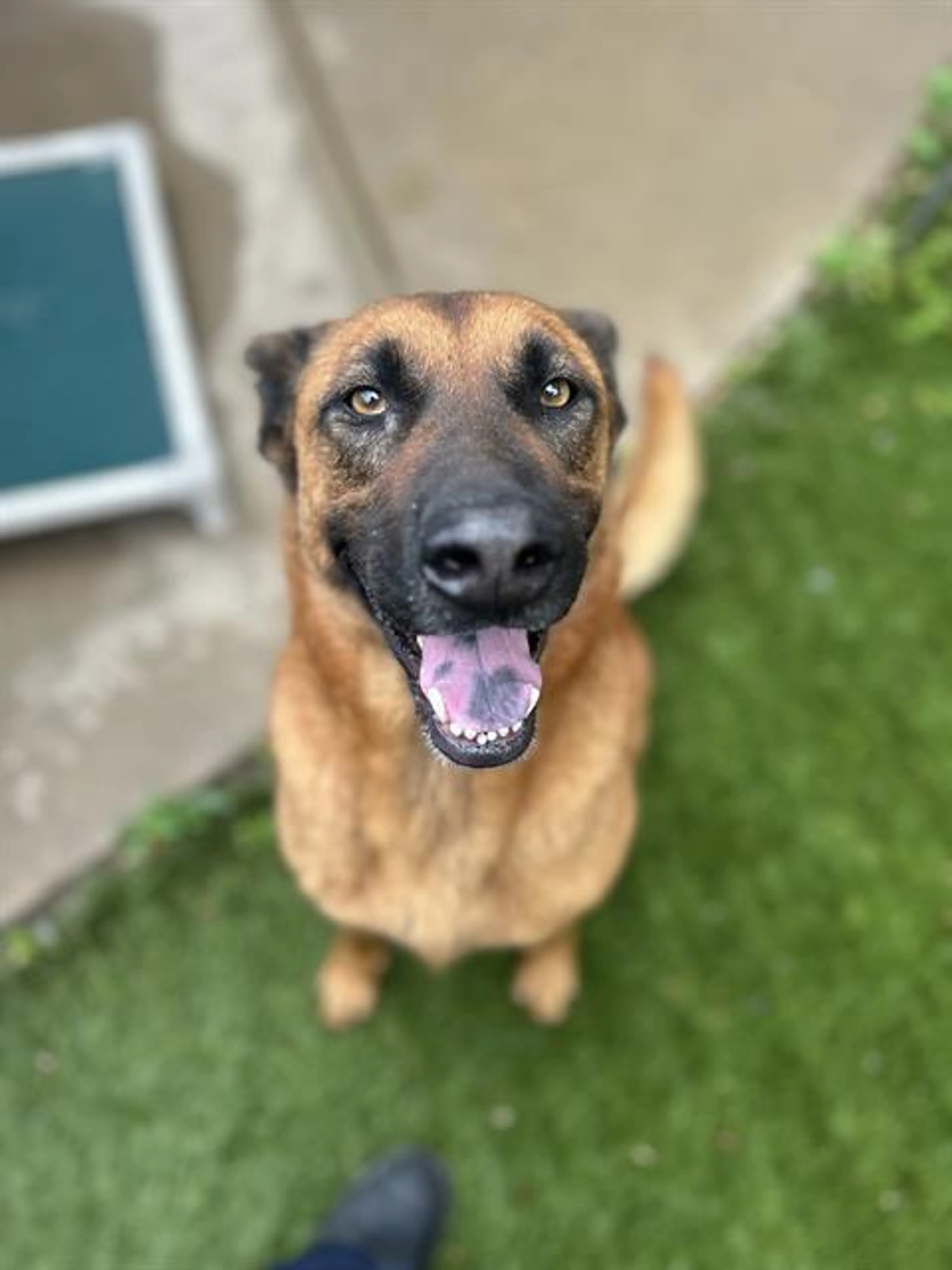 Found pet