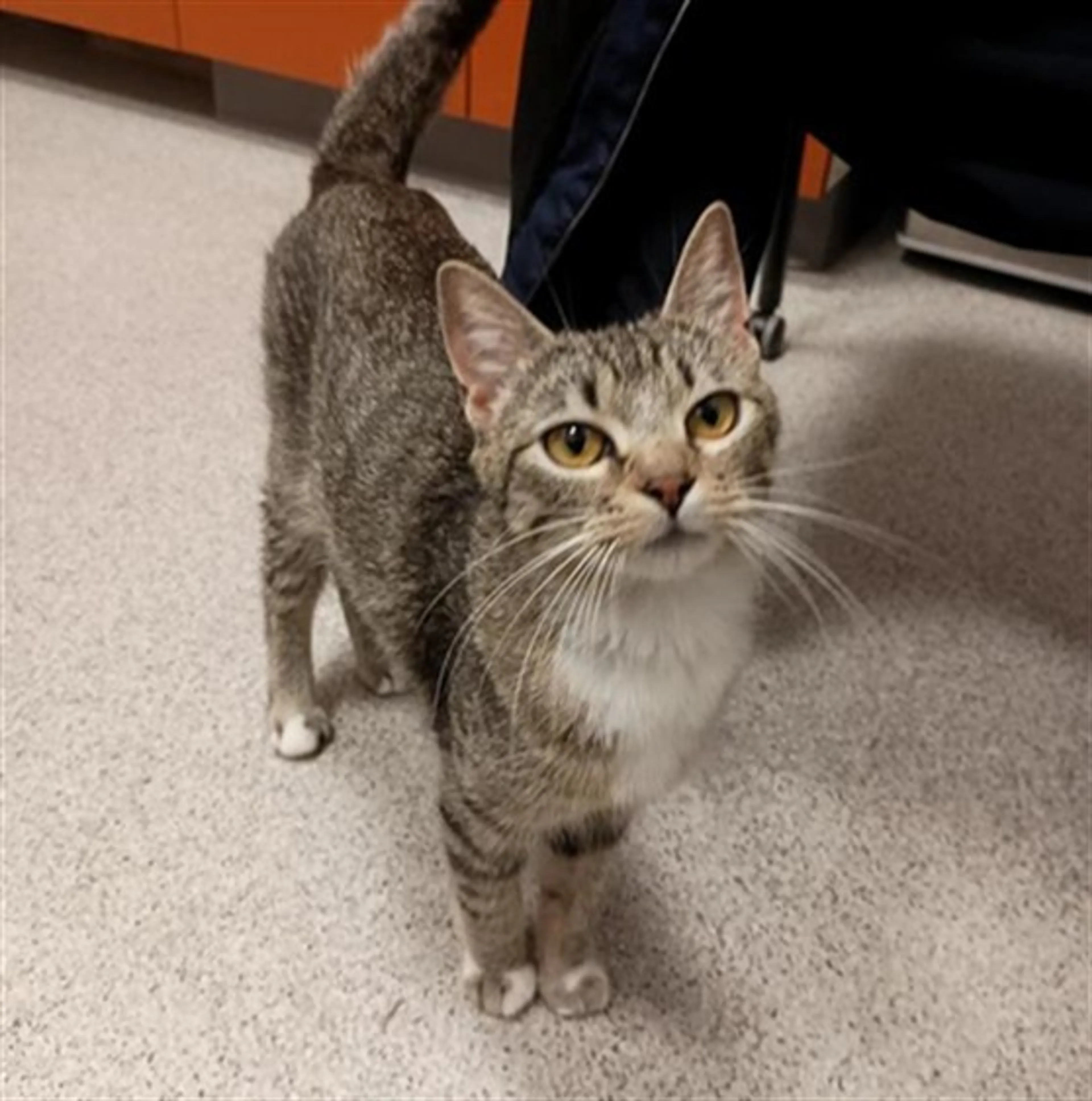 Found pet