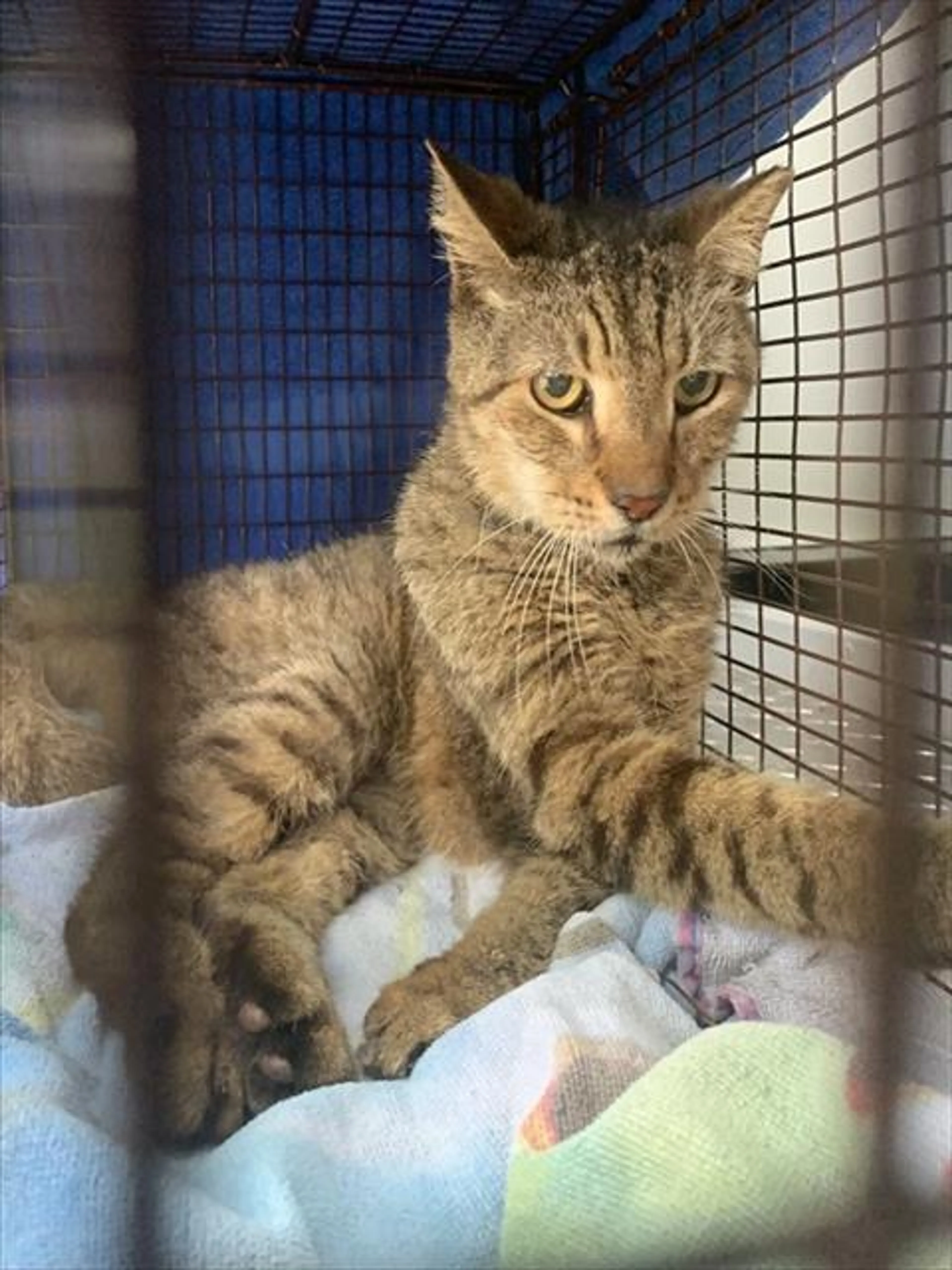 Found pet