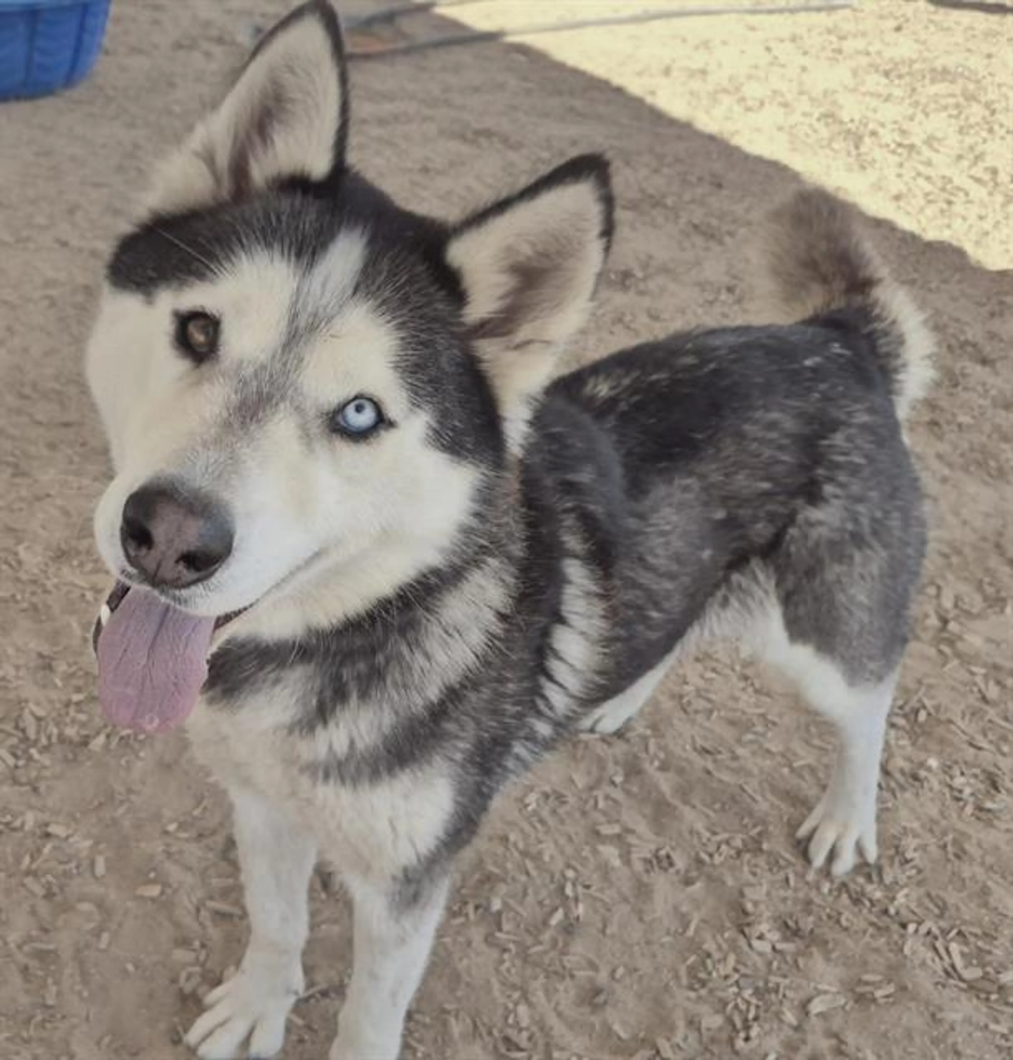 Found pet
