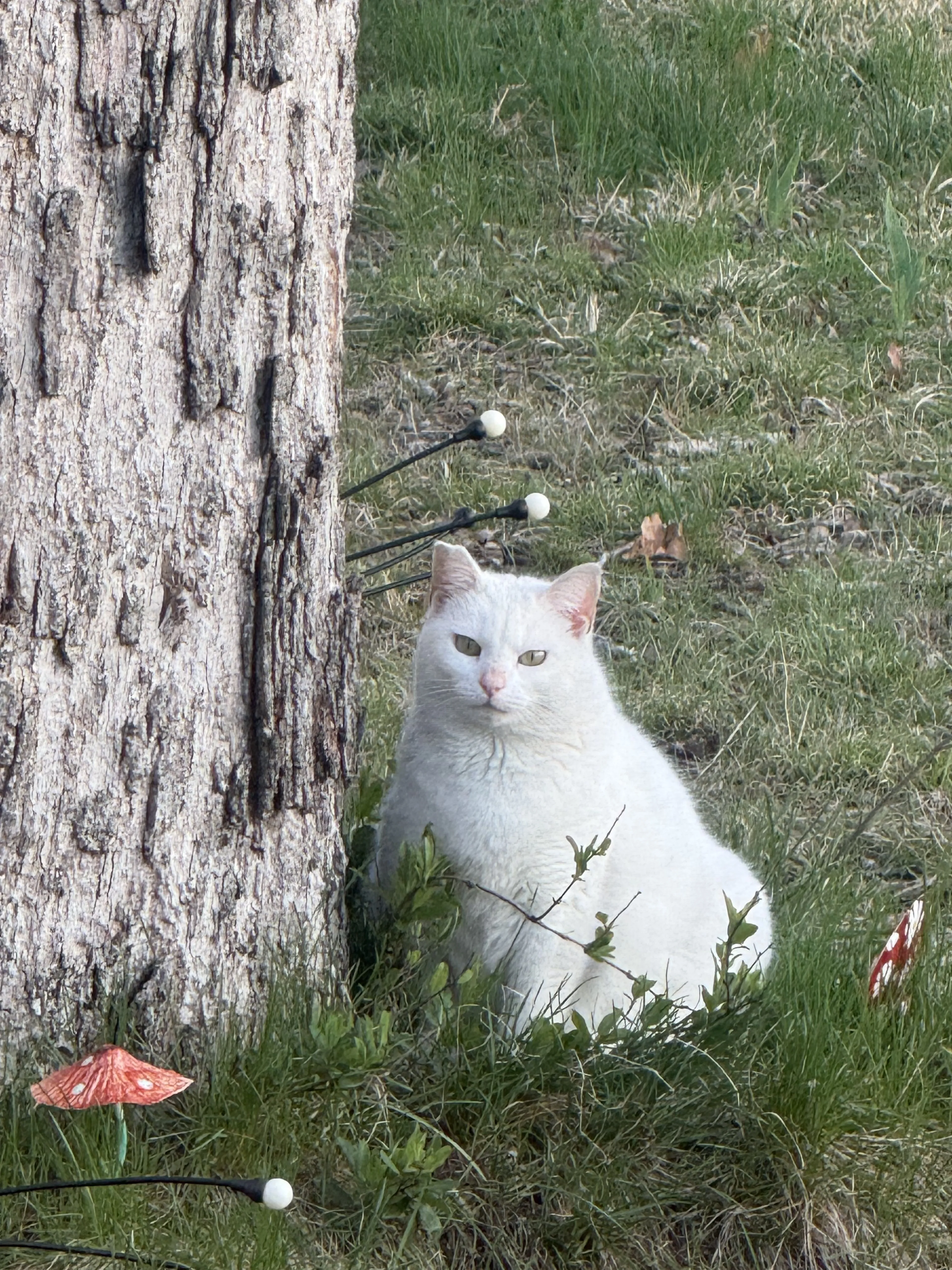 Lost pet-0