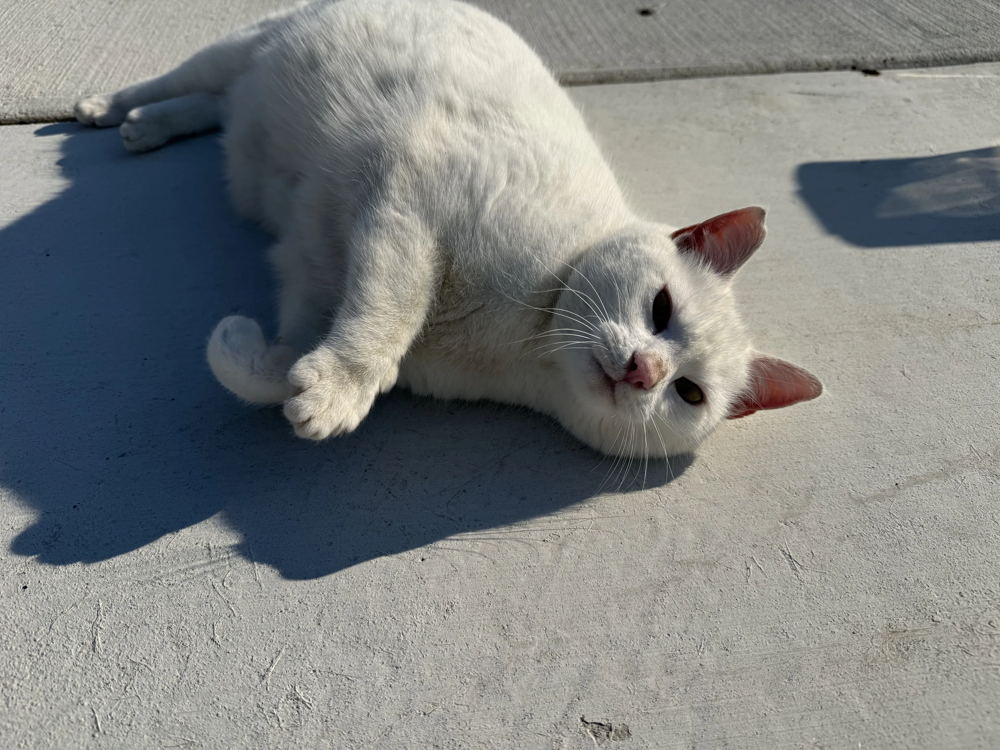 Lost pet-1