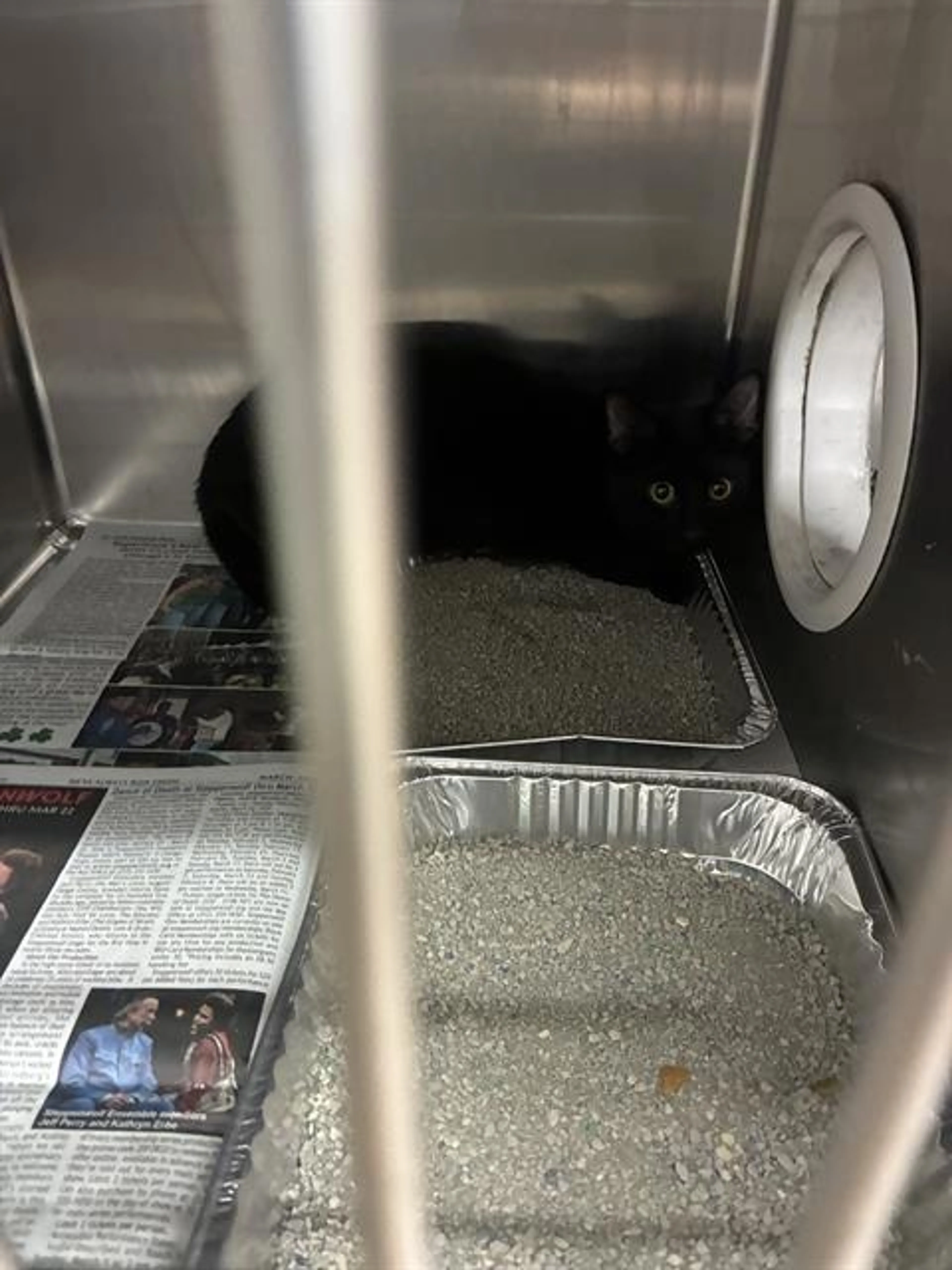 Found pet