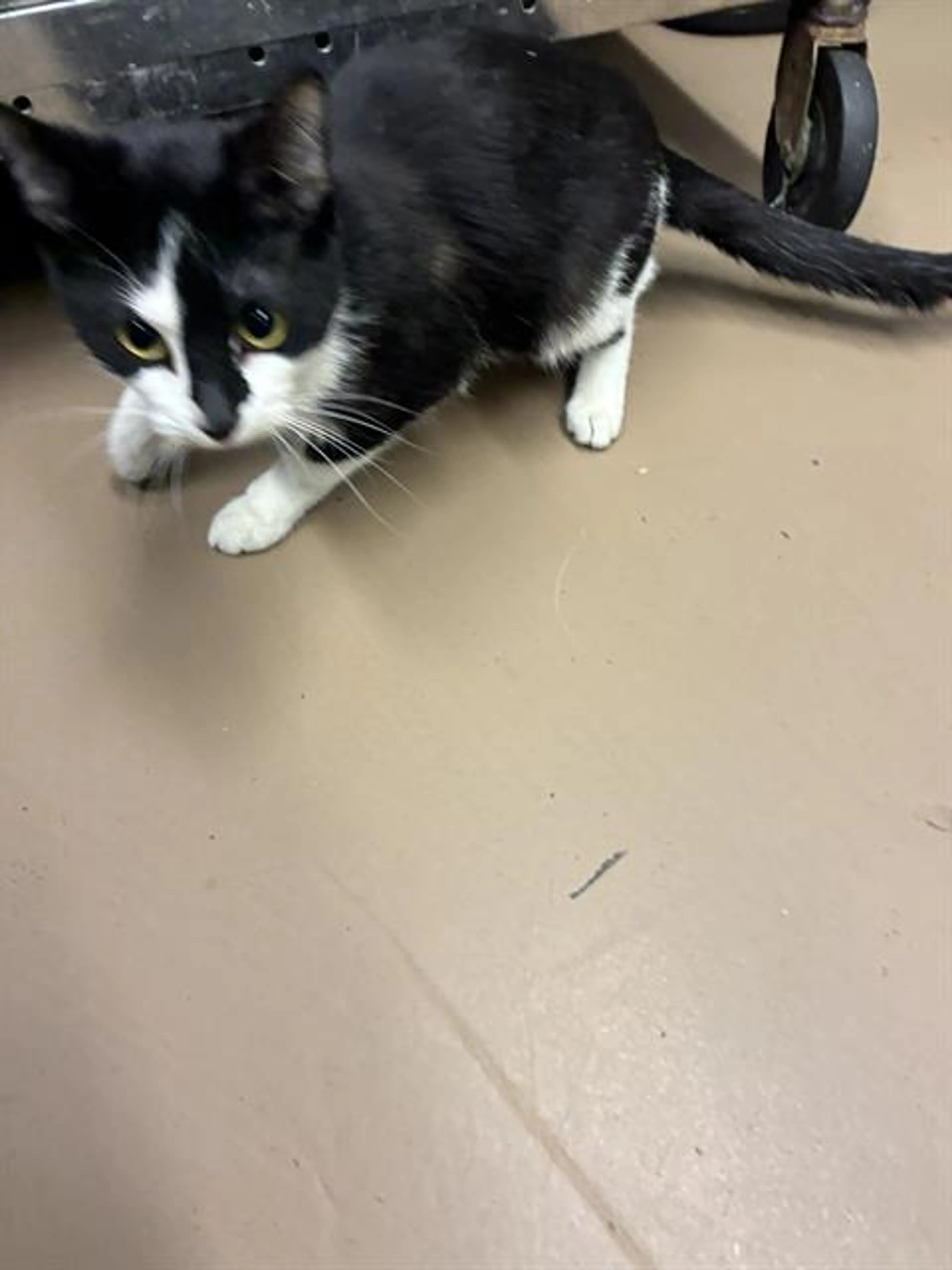 Found pet