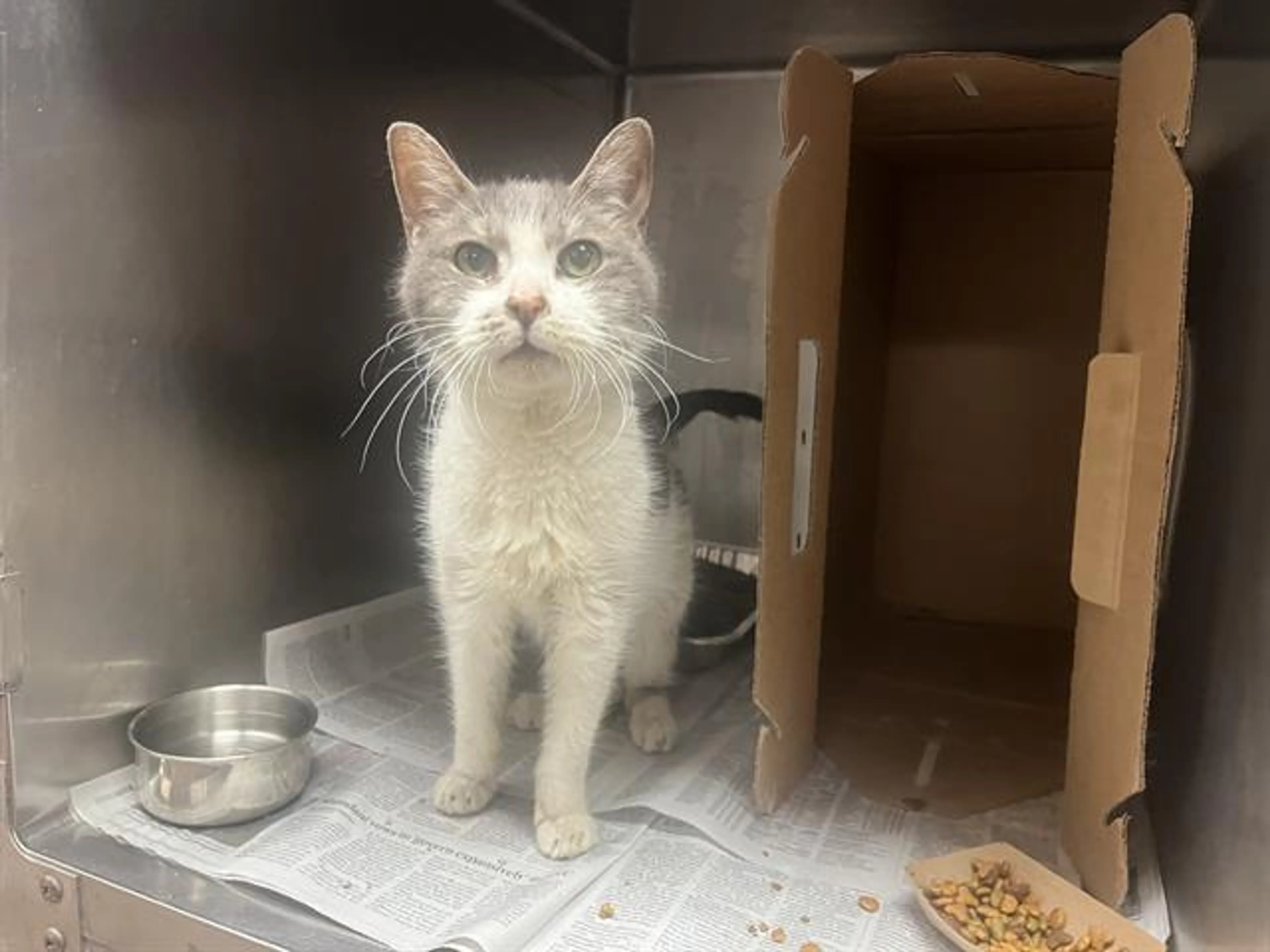 Found pet