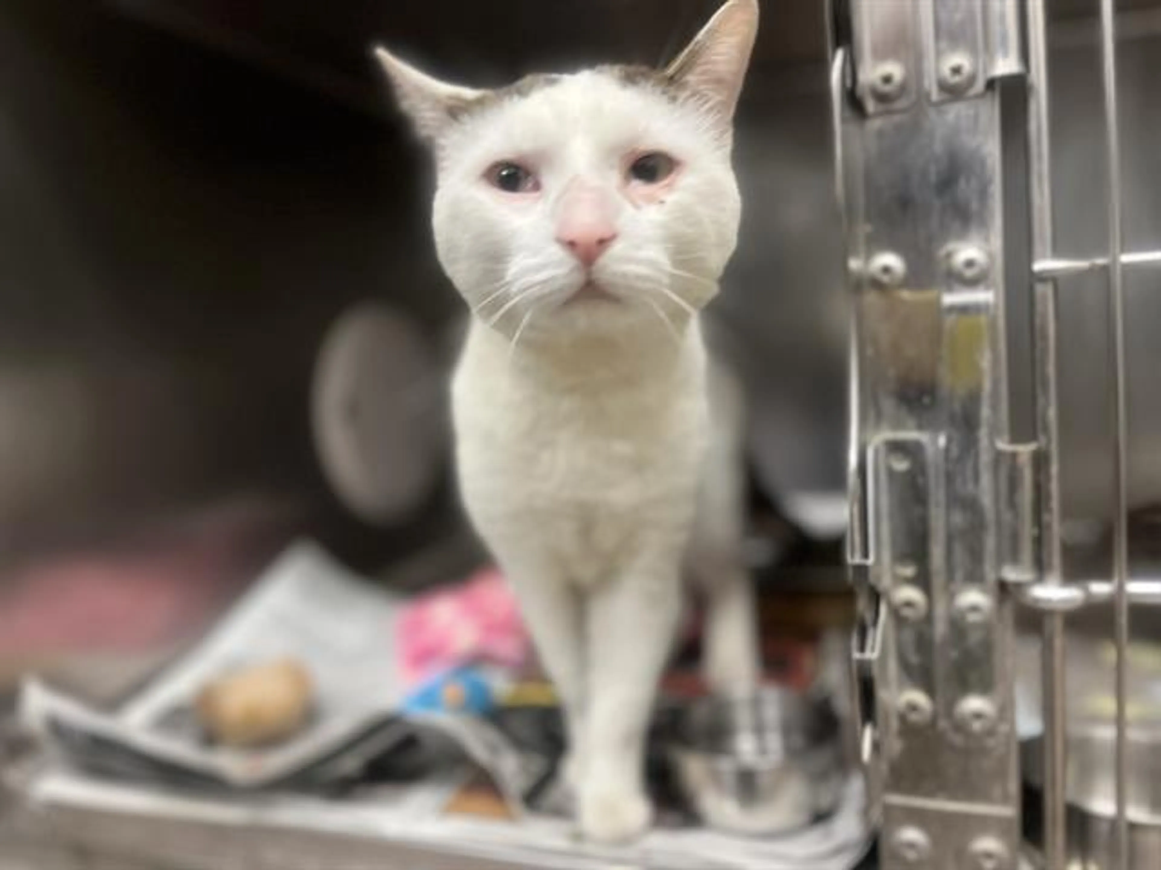 Found pet