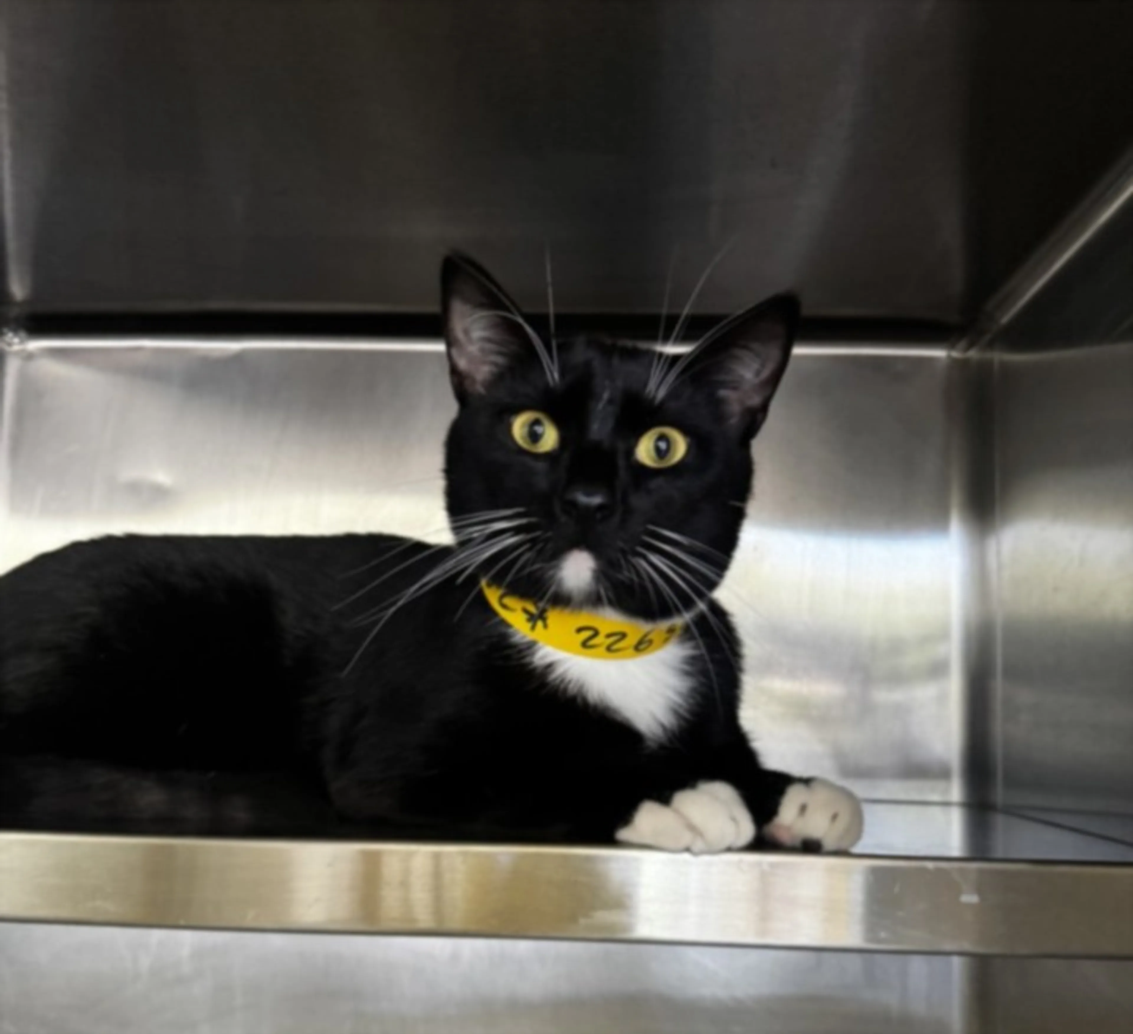 Found pet