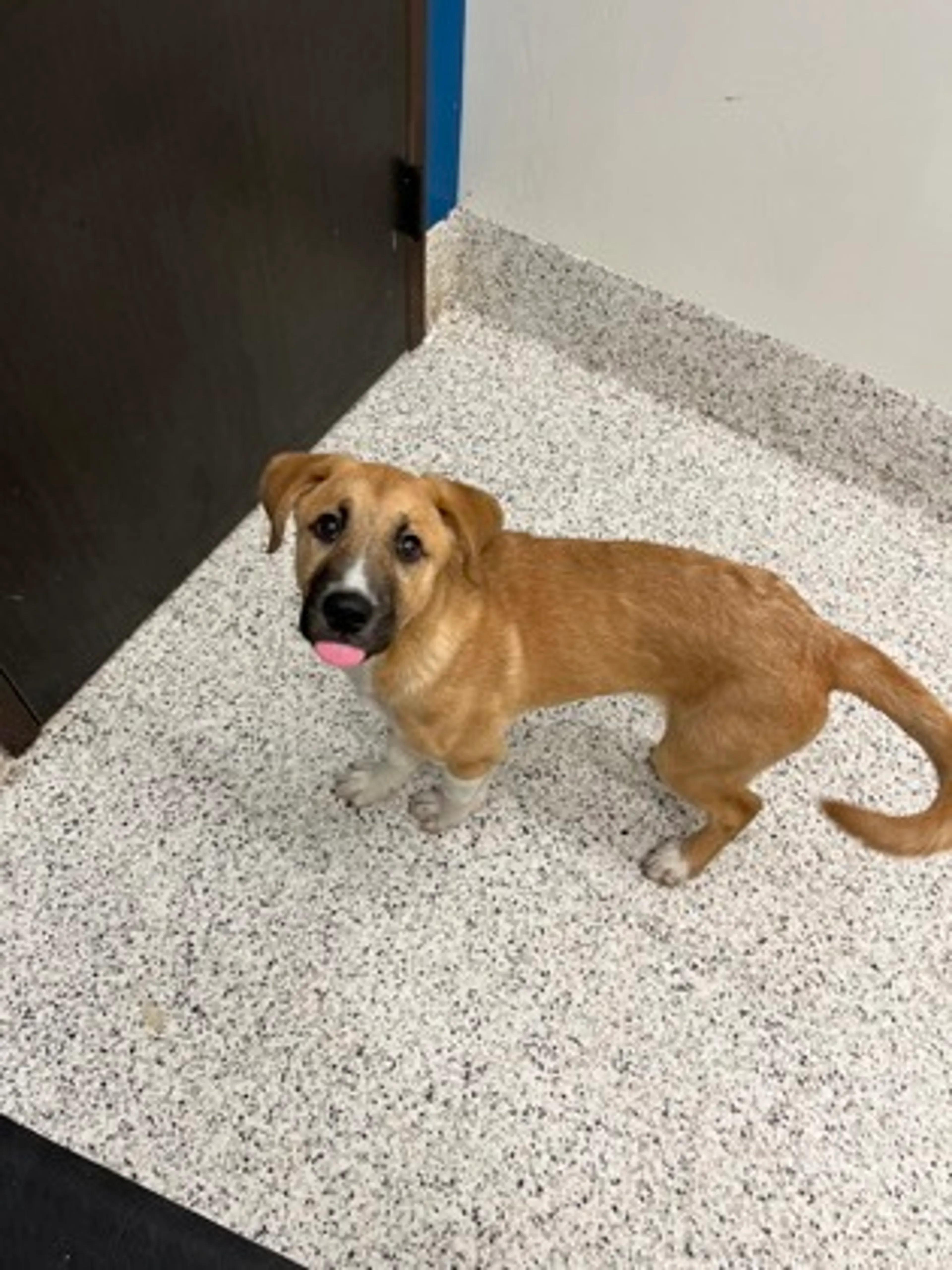 Found pet