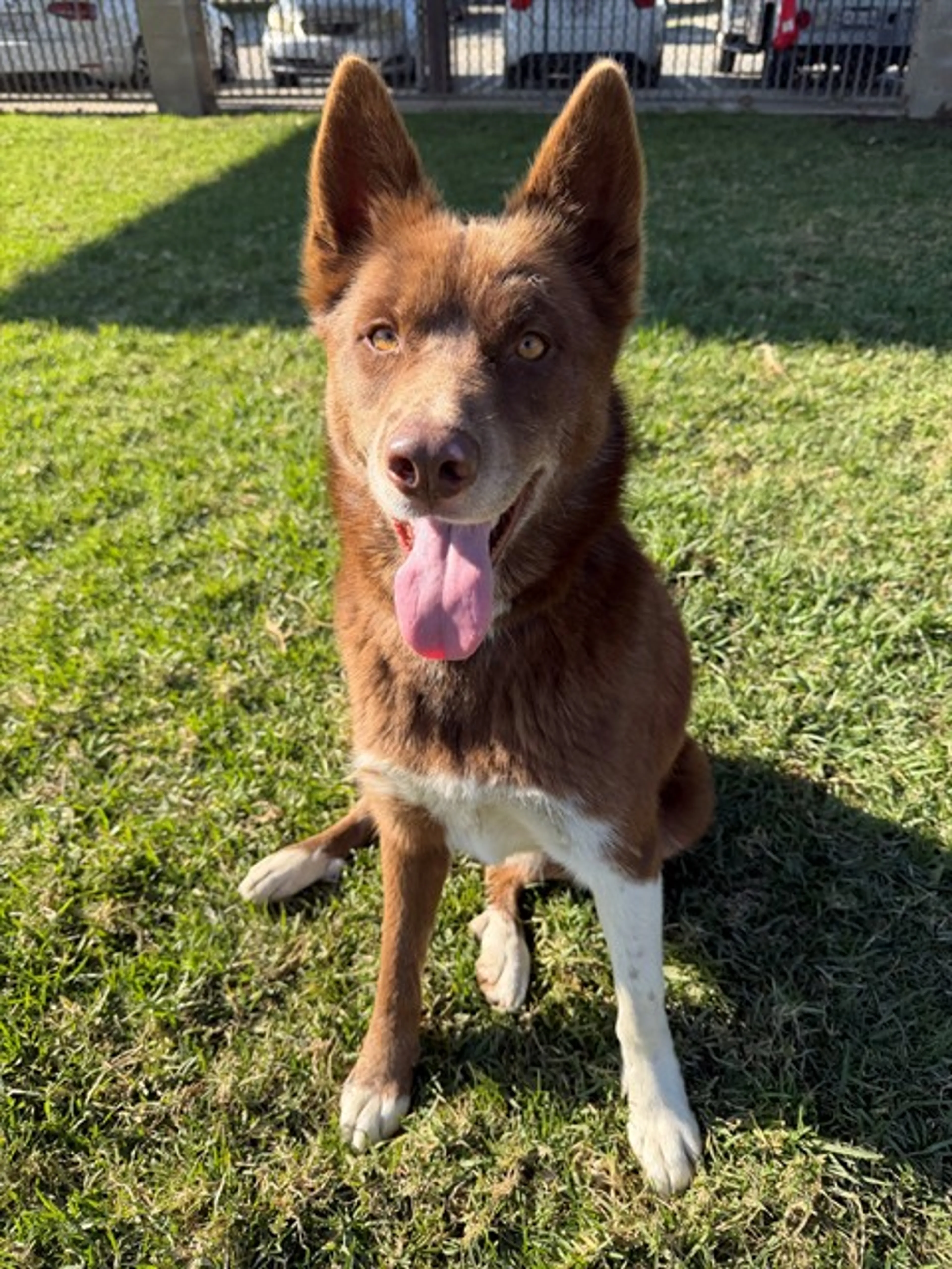 Found pet