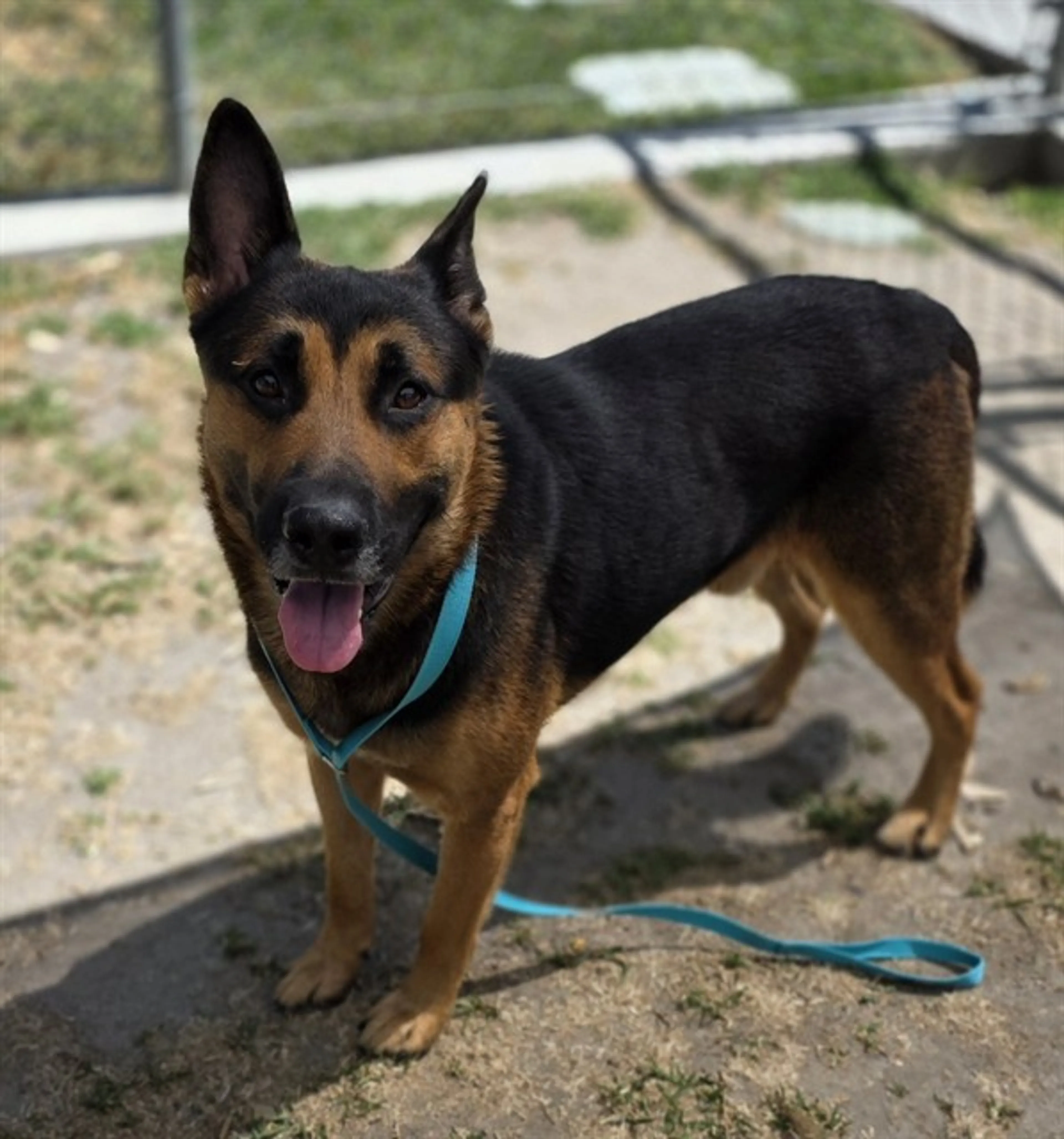 Found pet