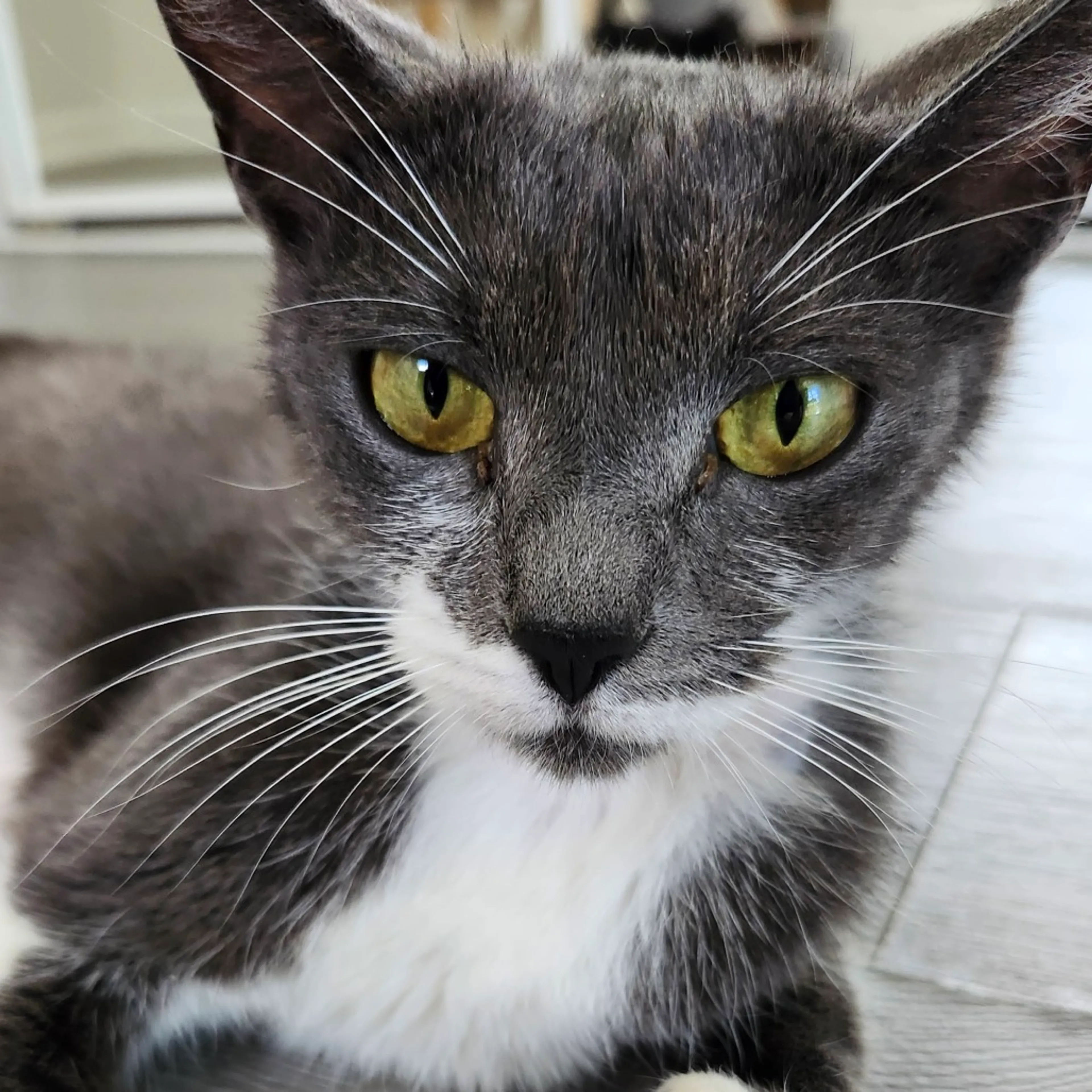 Found pet-3