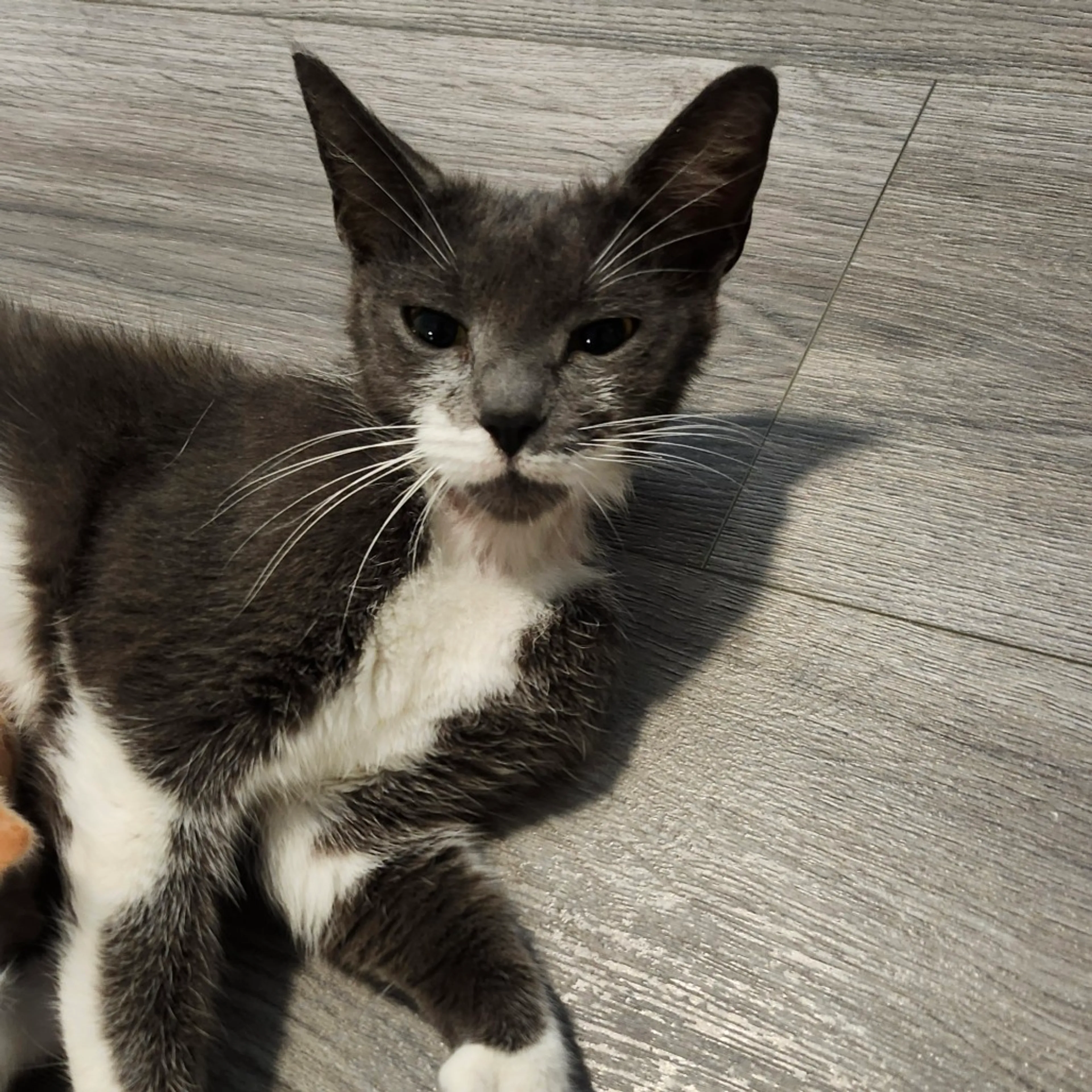 Found pet-4