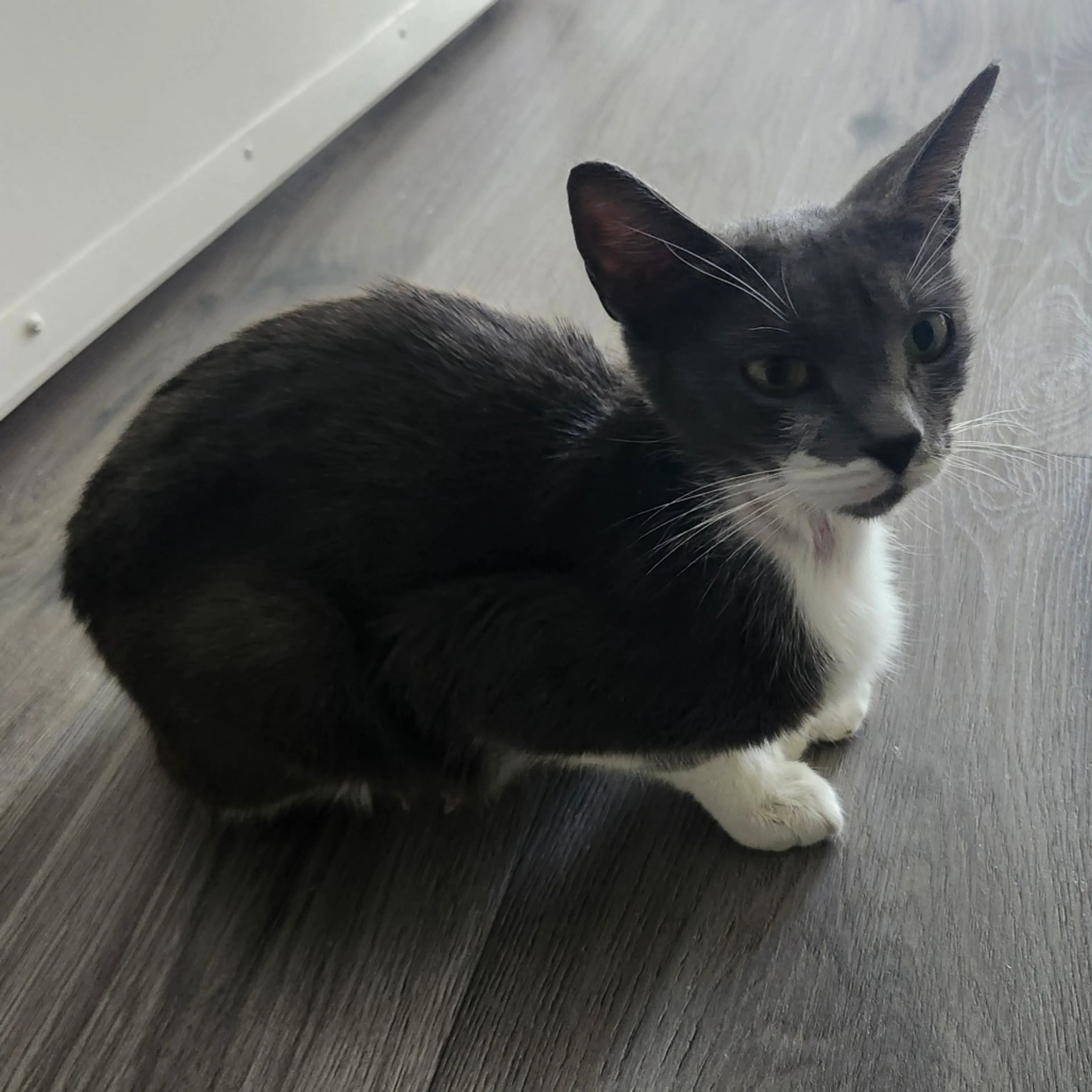 Found pet-2