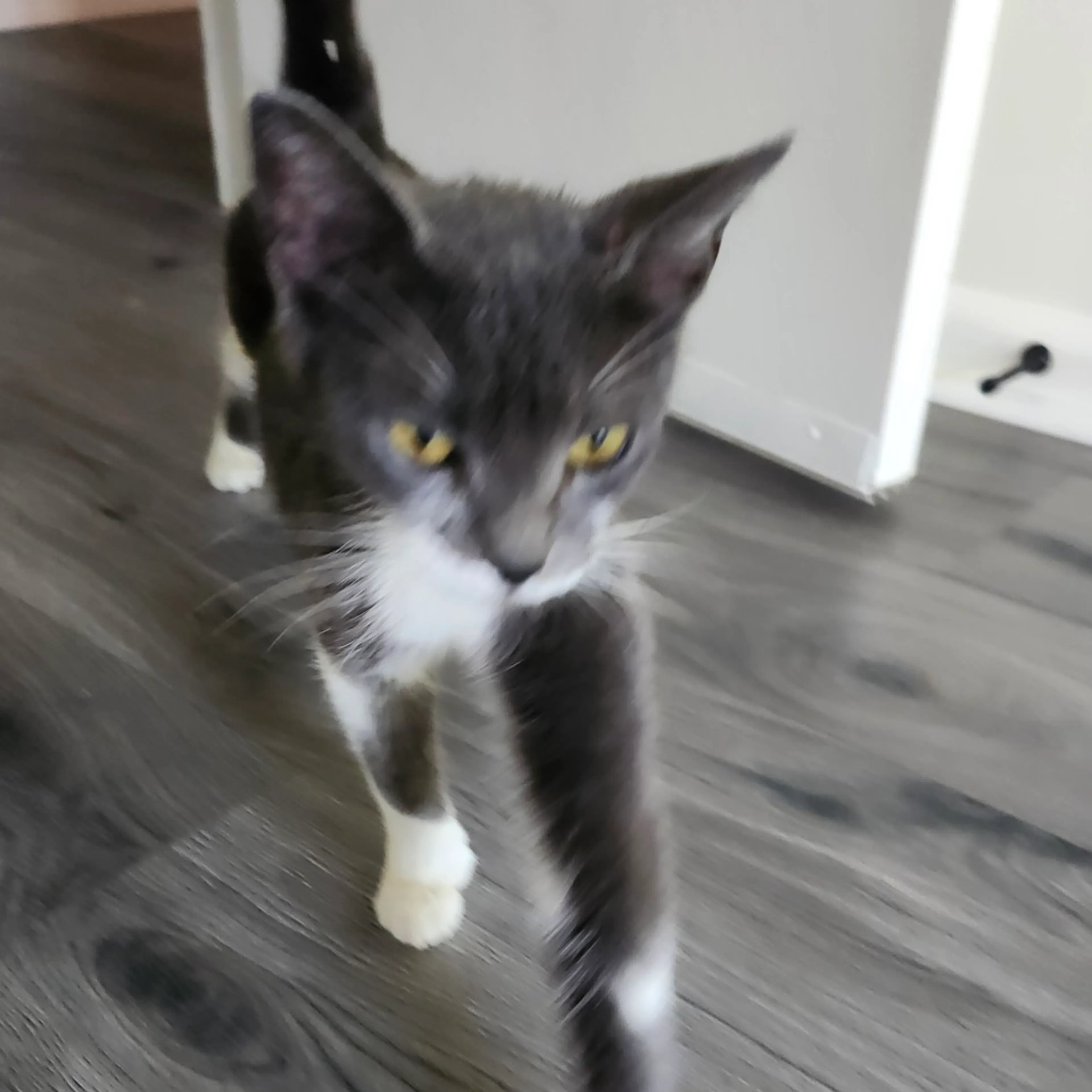 Found pet-1