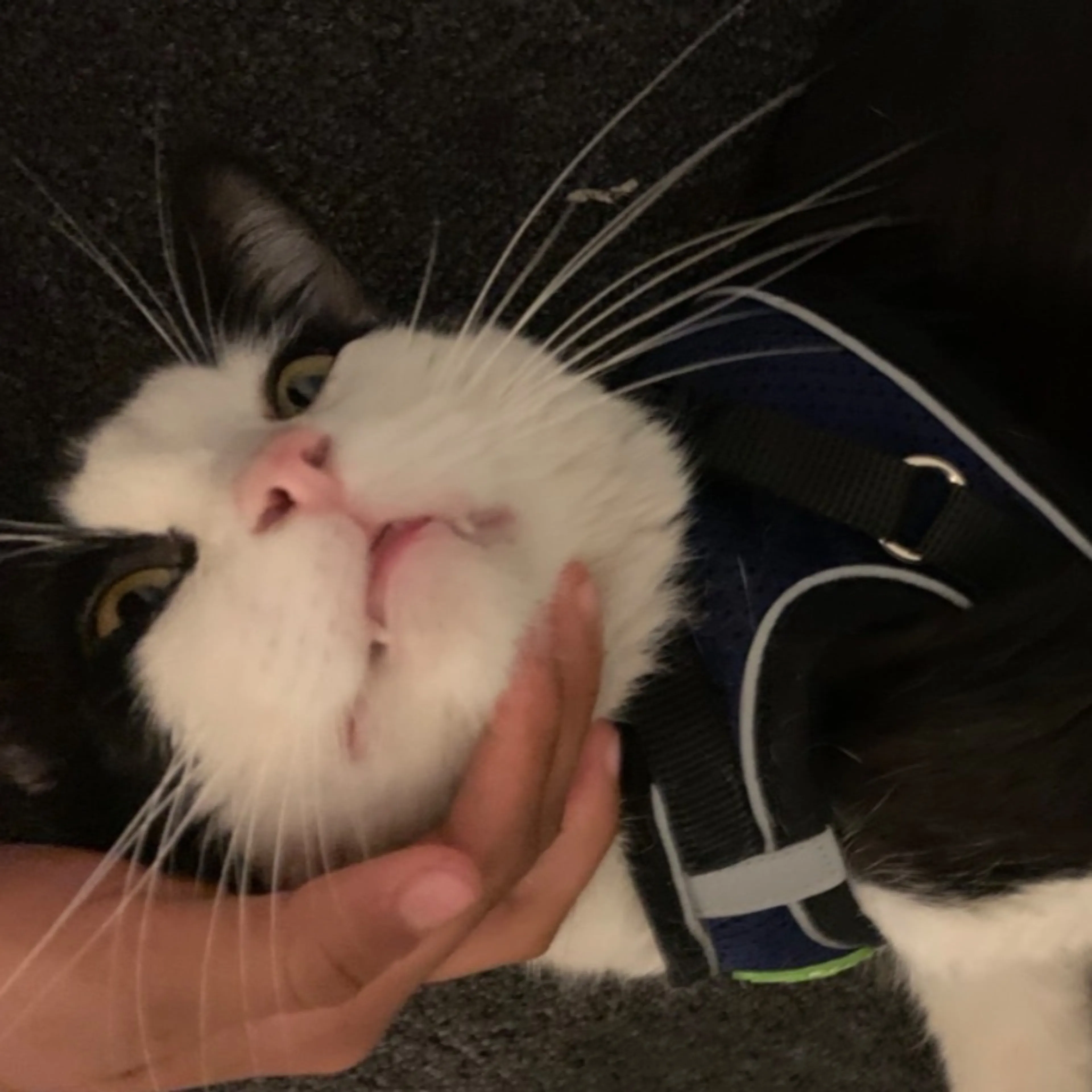 Lost pet-0