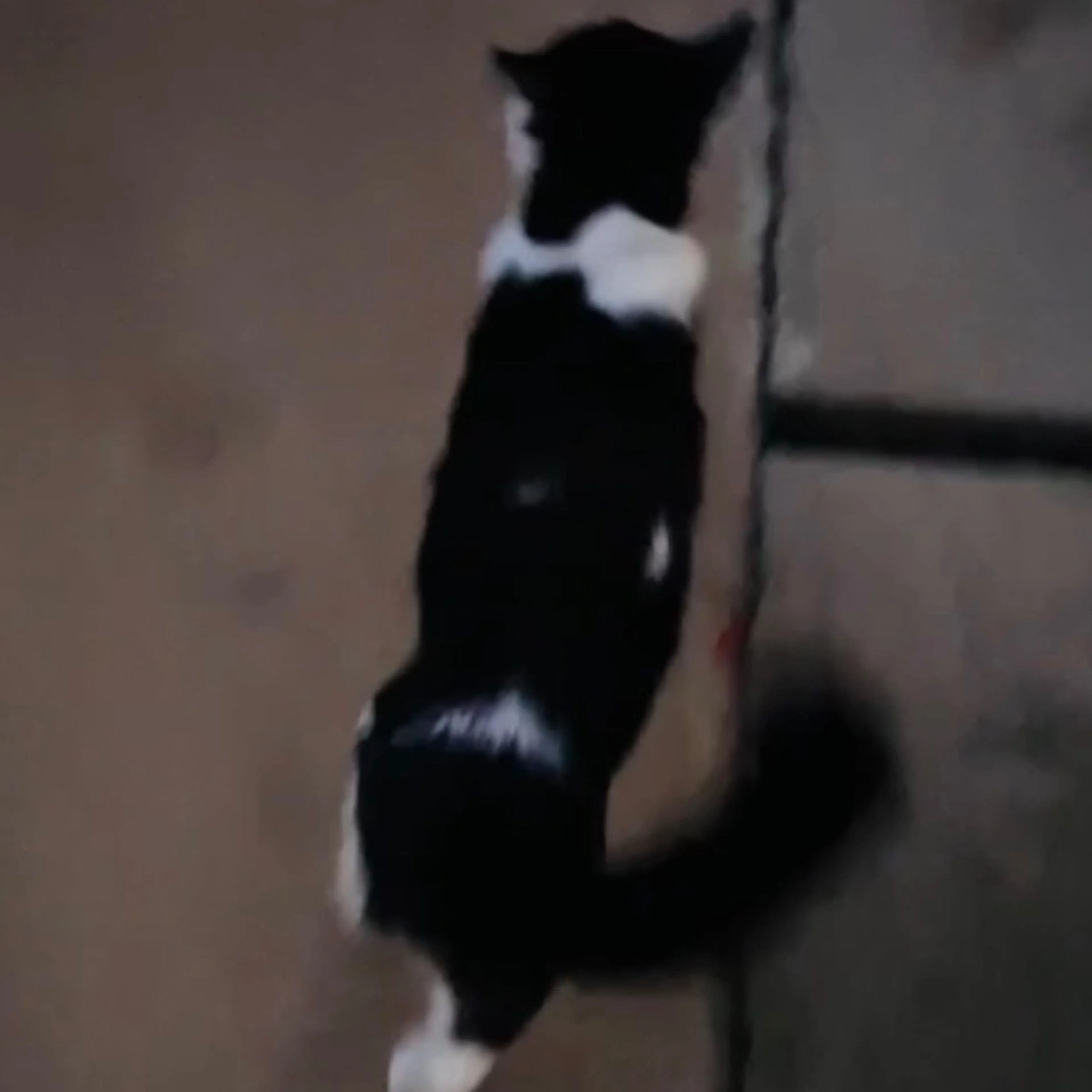 Lost pet-1