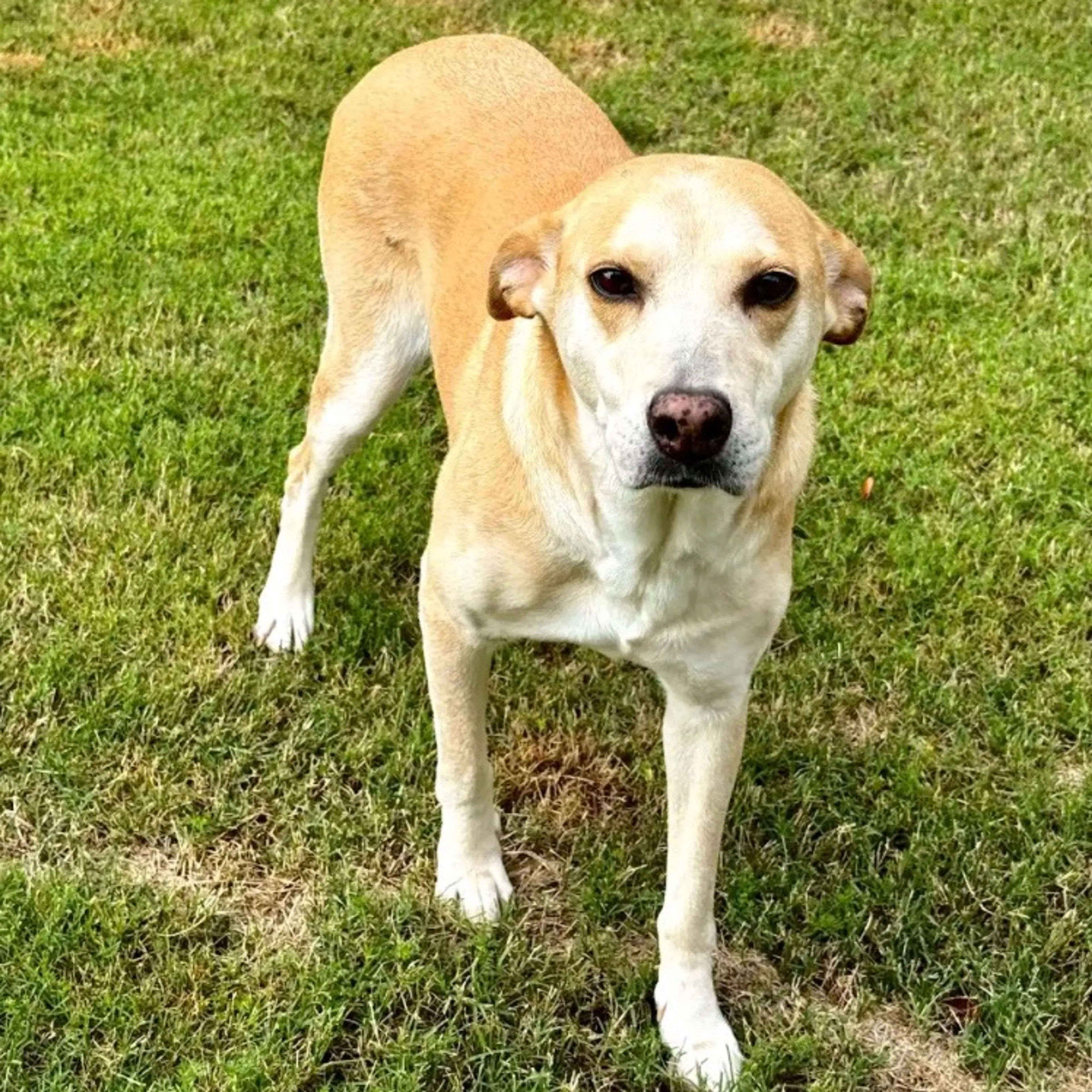 Found pet-6